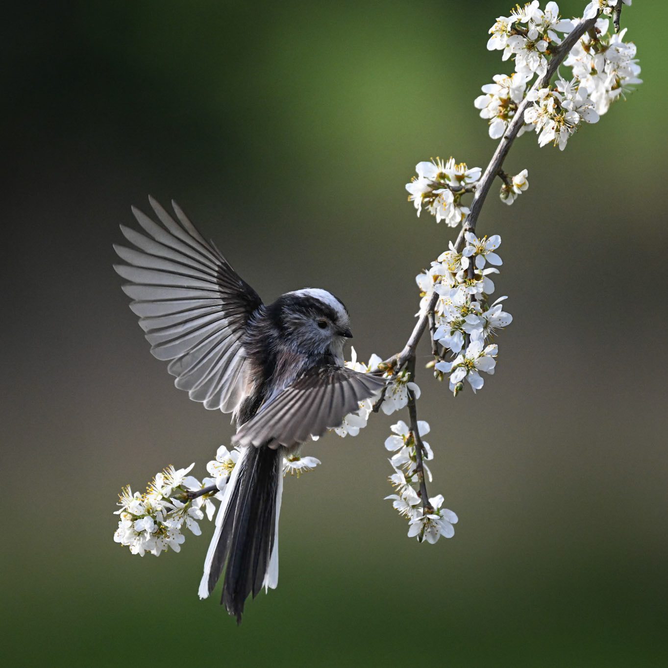 Log tailed tit on Blackthorn