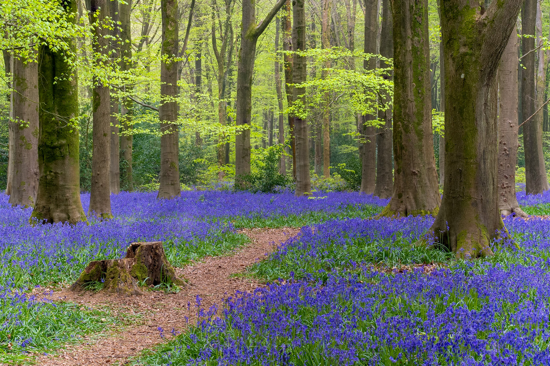 A path way through natures blue carpet