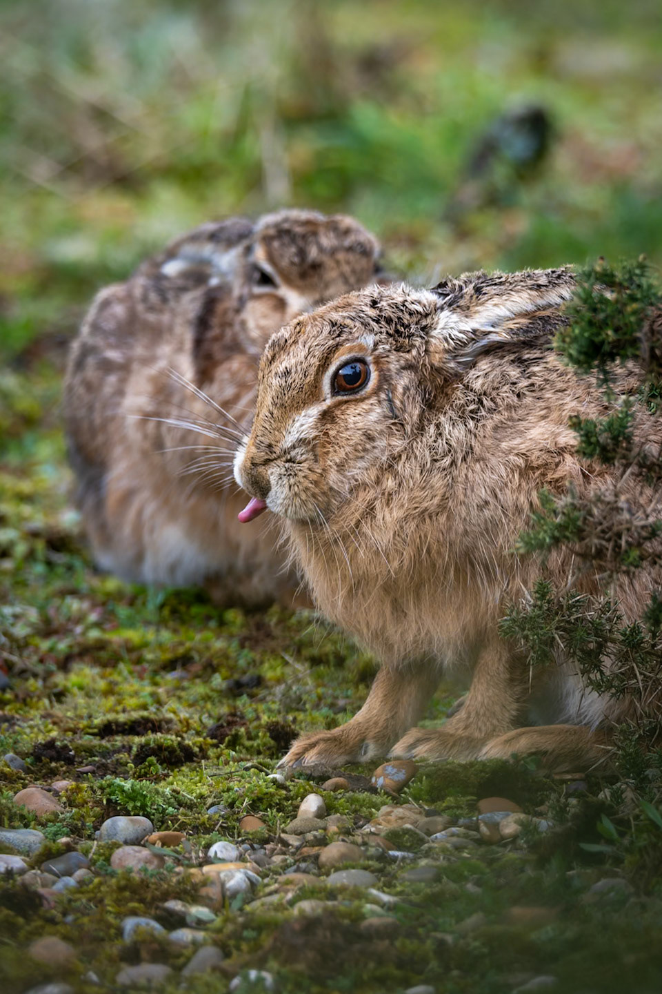 Brown Hare and on looker