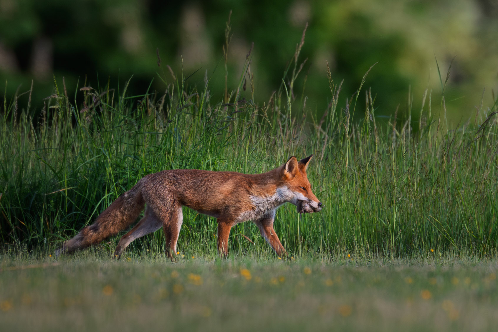 Bringing home supper
