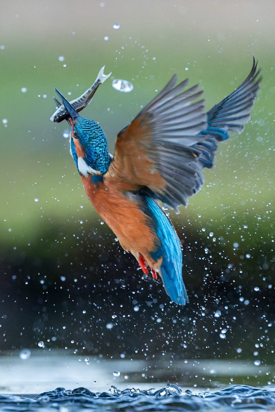 Kingfisher 2