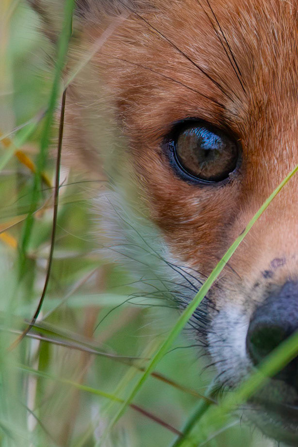 Fox cub in long grass