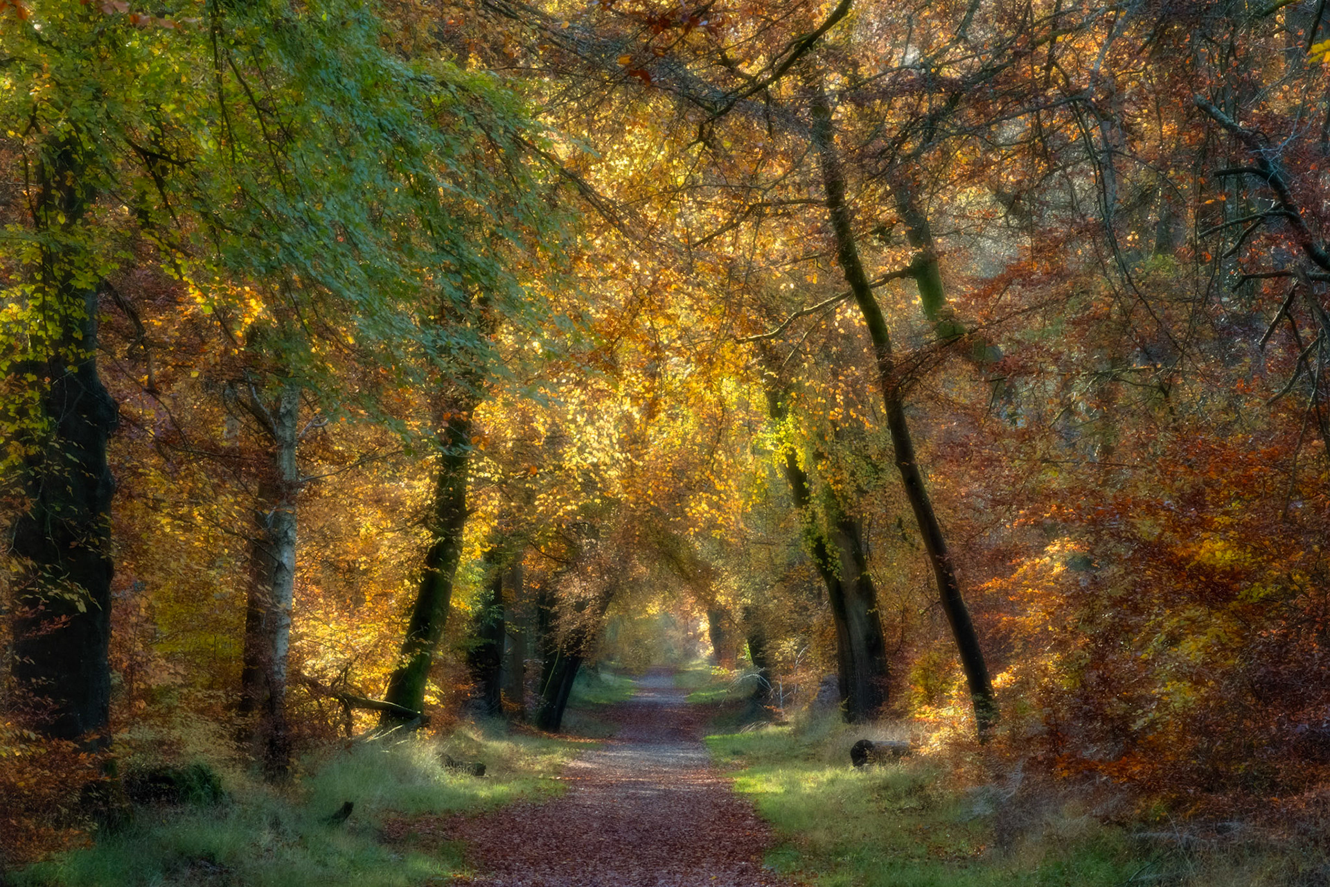 3 Oak Avenue,Savernake Forest