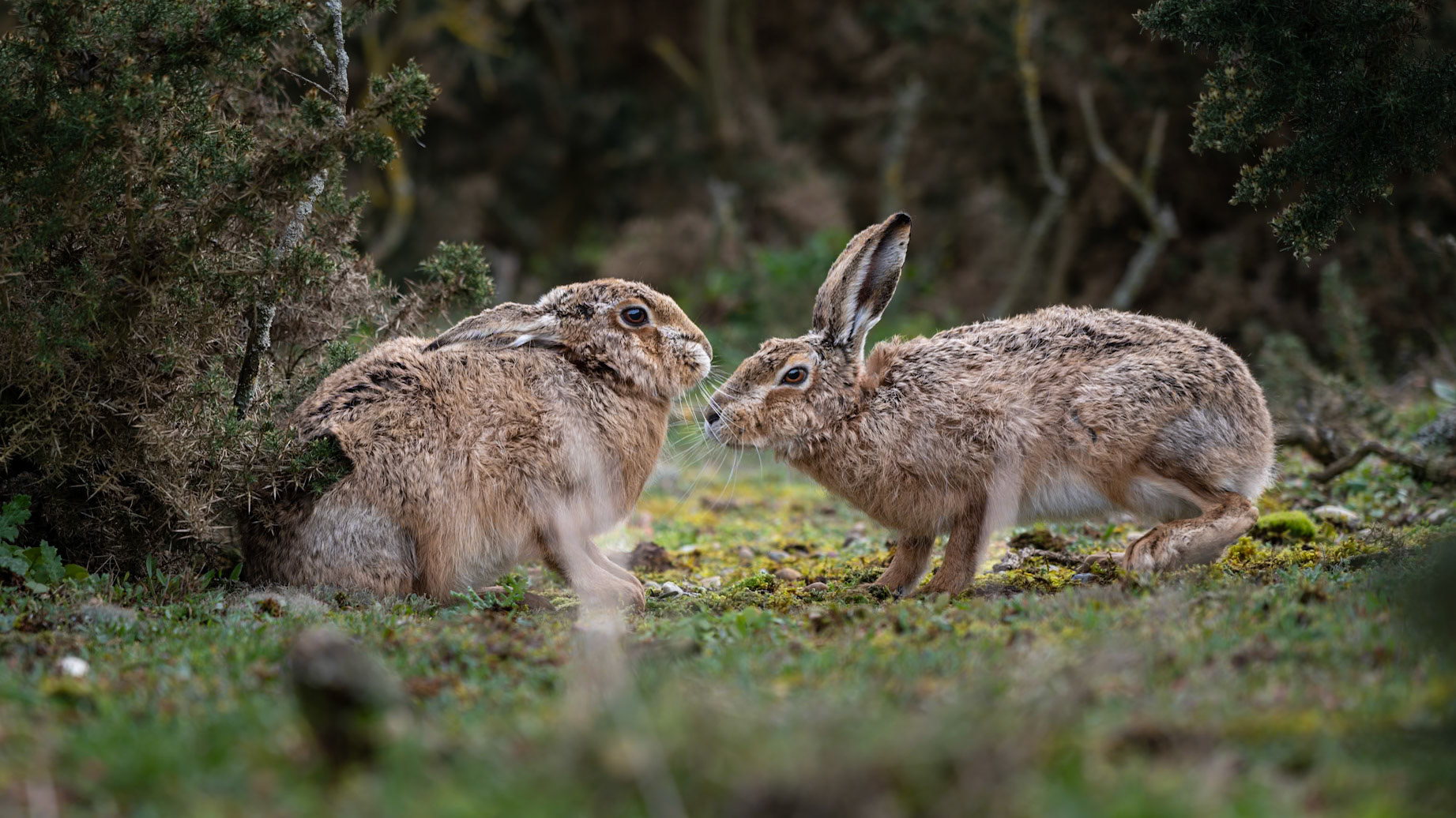 Brown Hare courtship