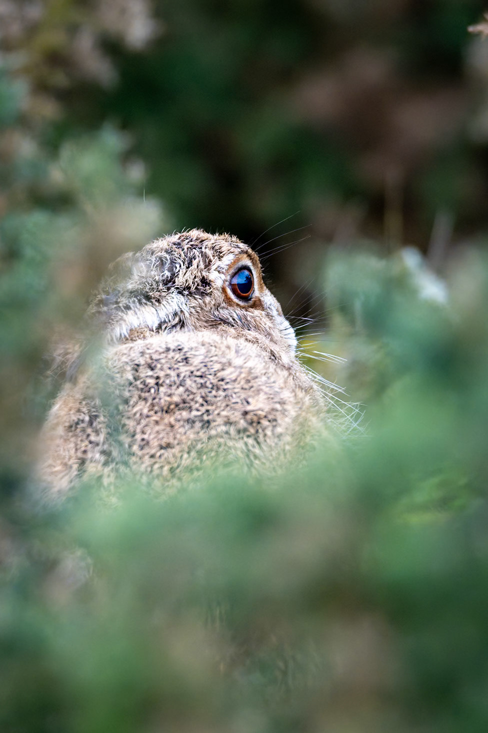 Brown hare hiding