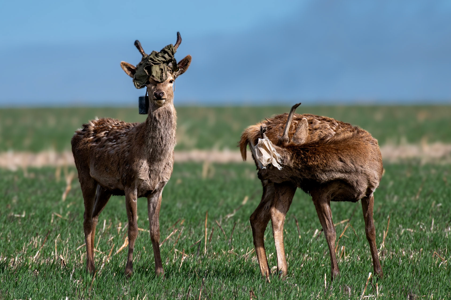 Young male Red deer with interesting antler adornments