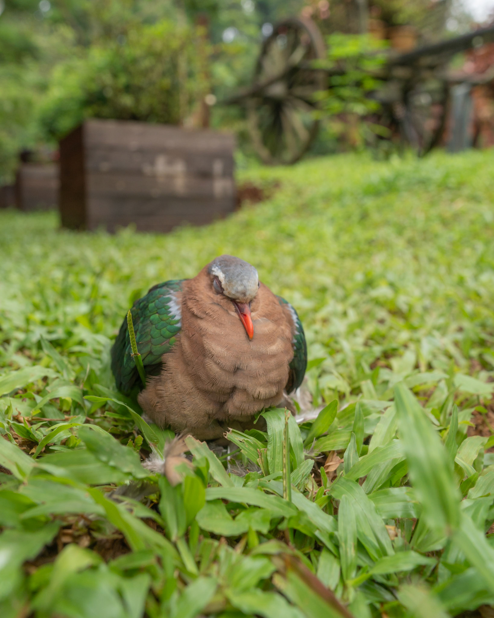 Sleepy Bird