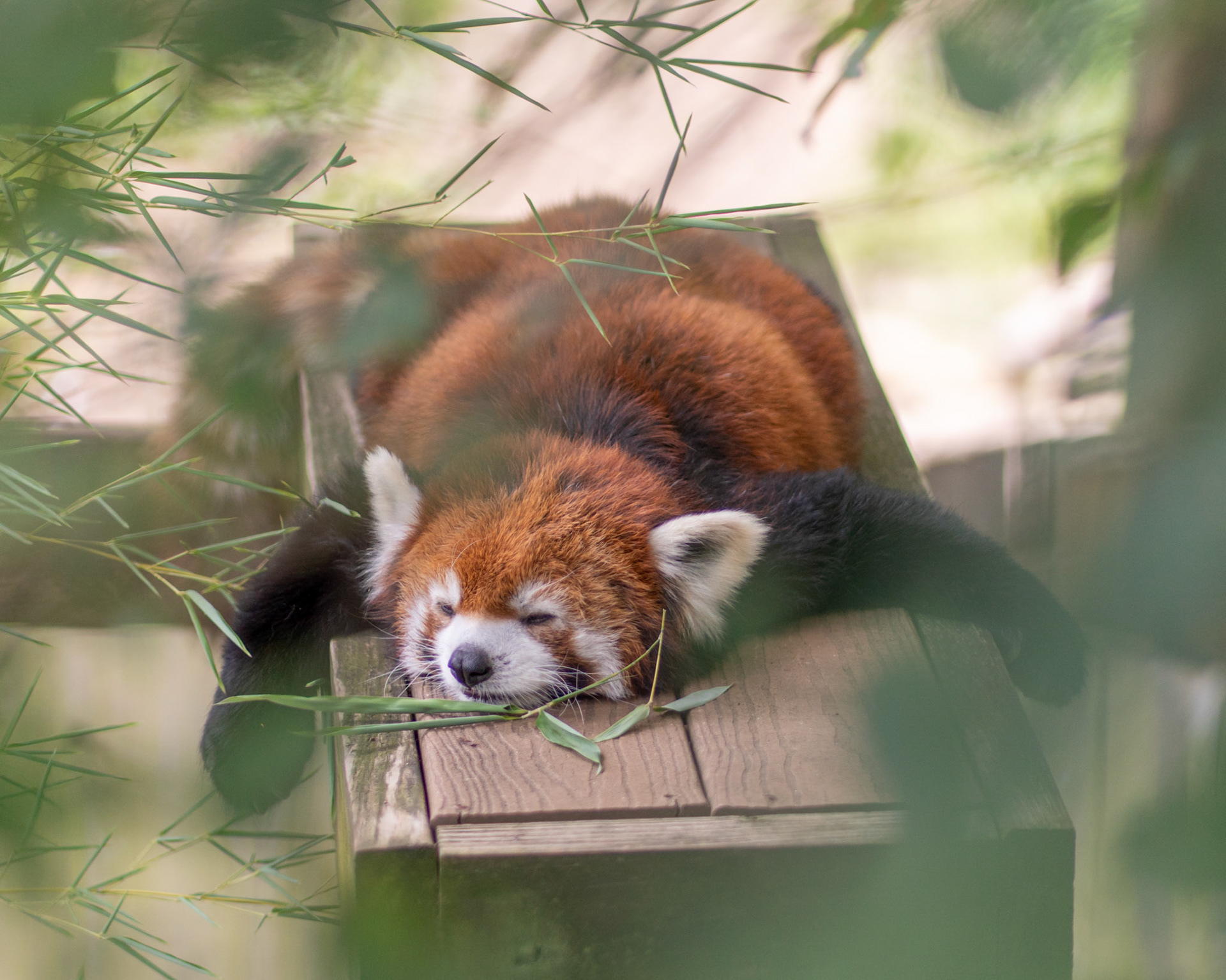 Wildlife in captivity
