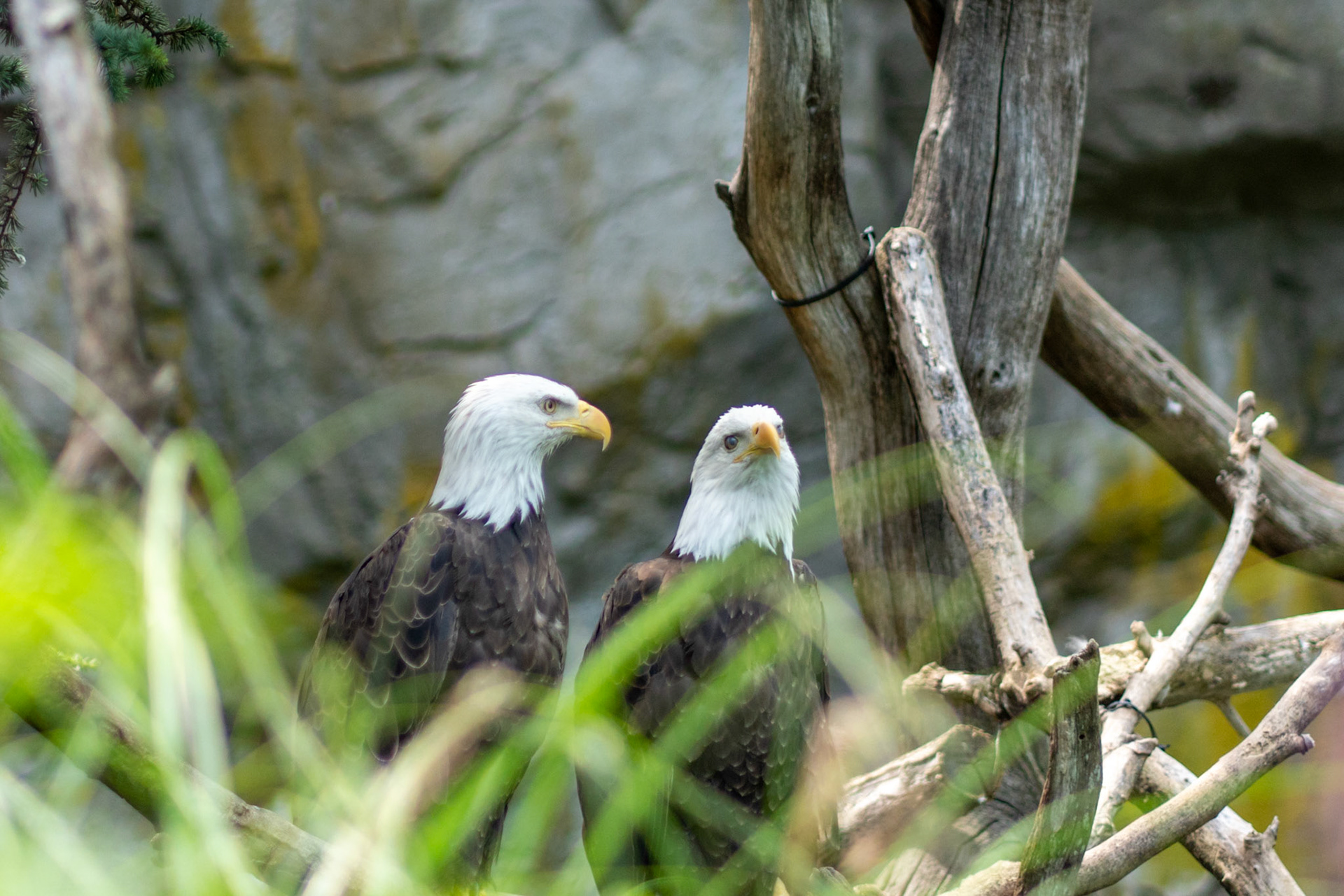 Wildlife in captivity