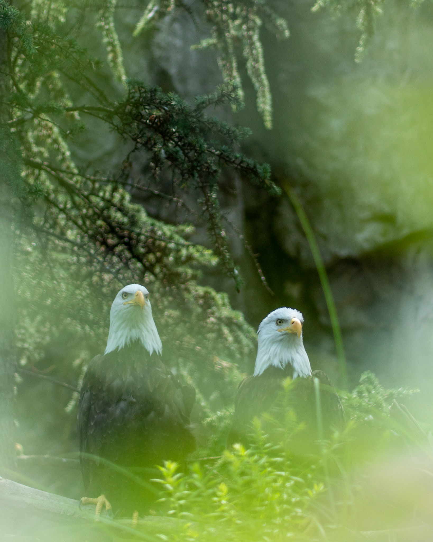 Wildlife in captivity