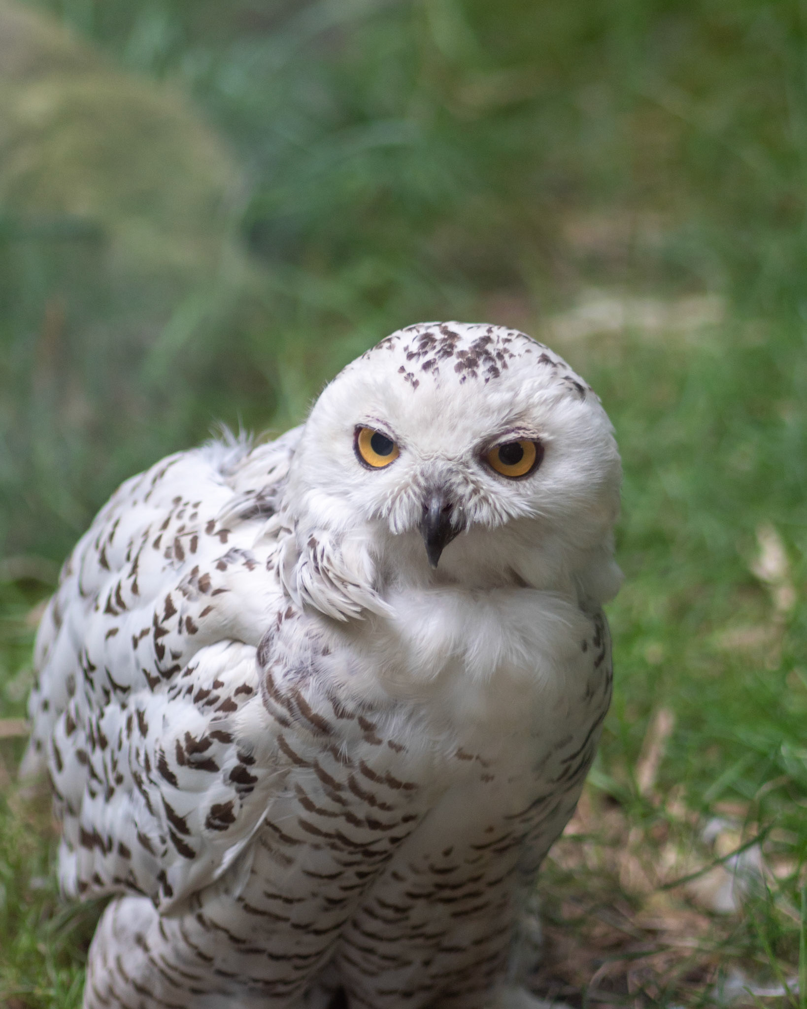Wildlife in captivity