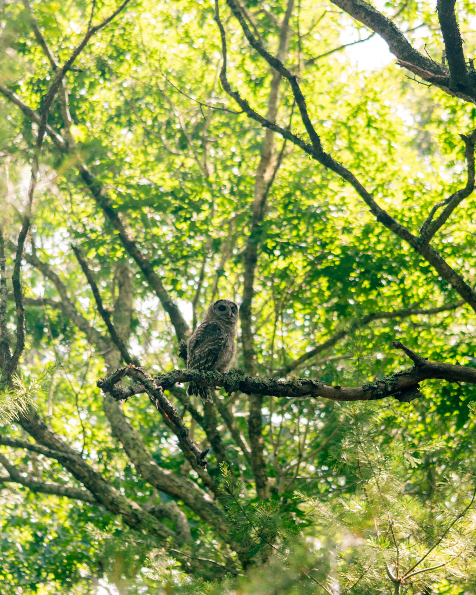 Owl