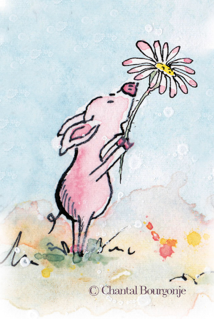 Piglet Kay