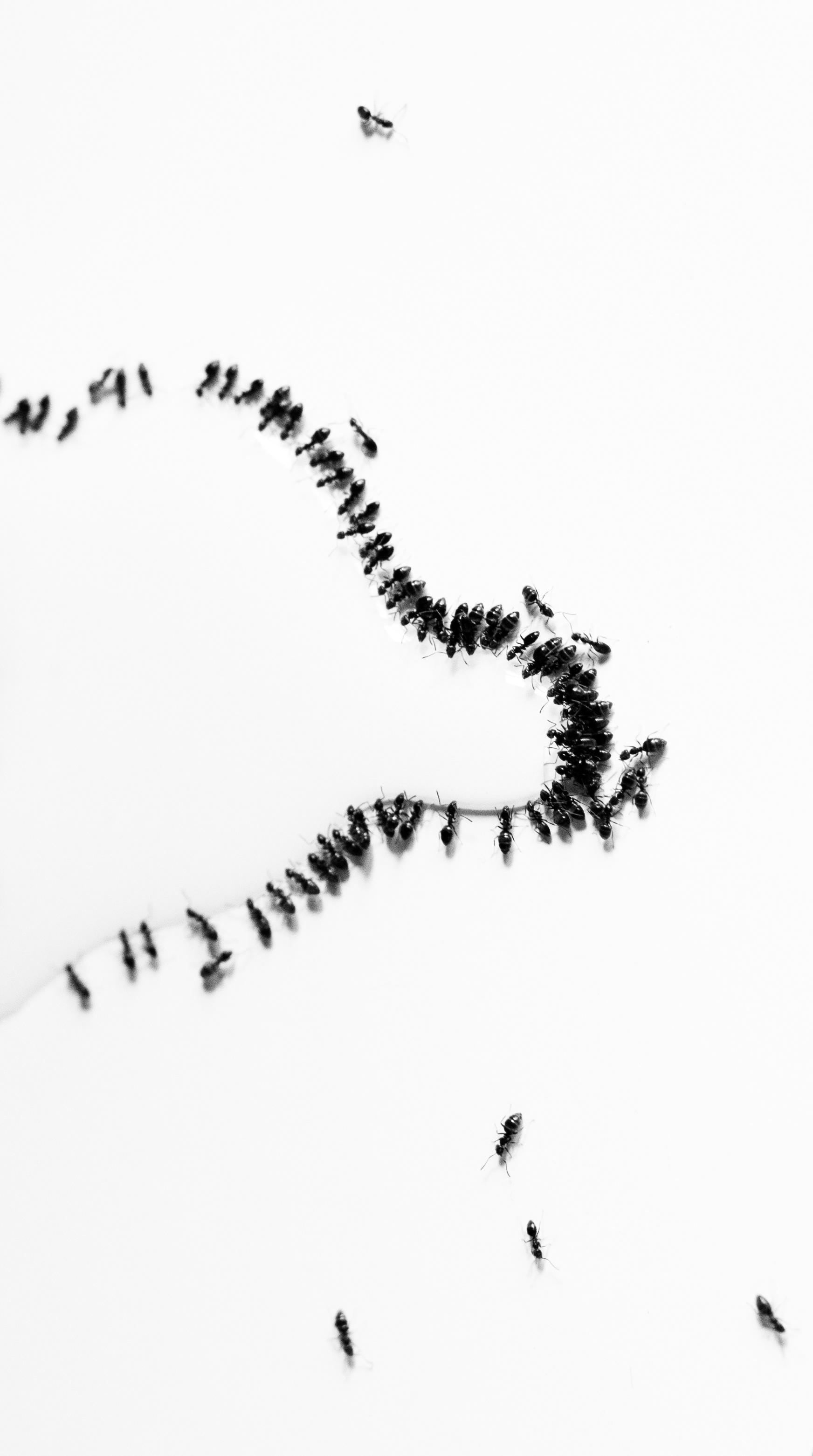 Ants