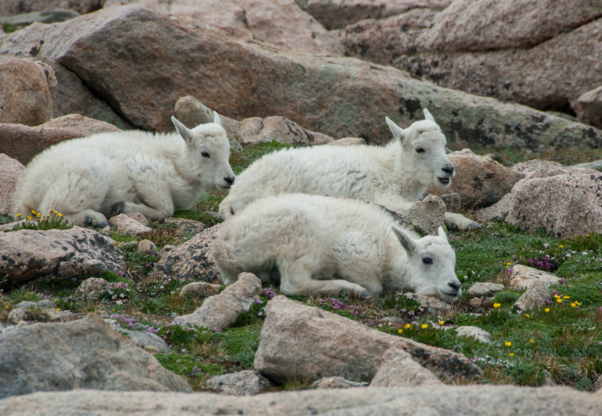 Mount Evans