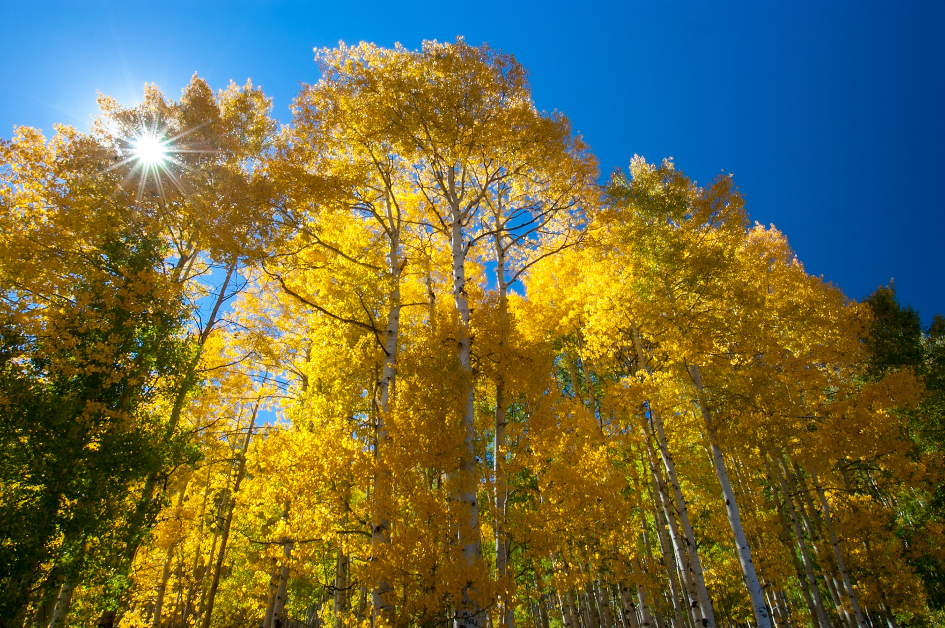 Starburst, of the aspen kind