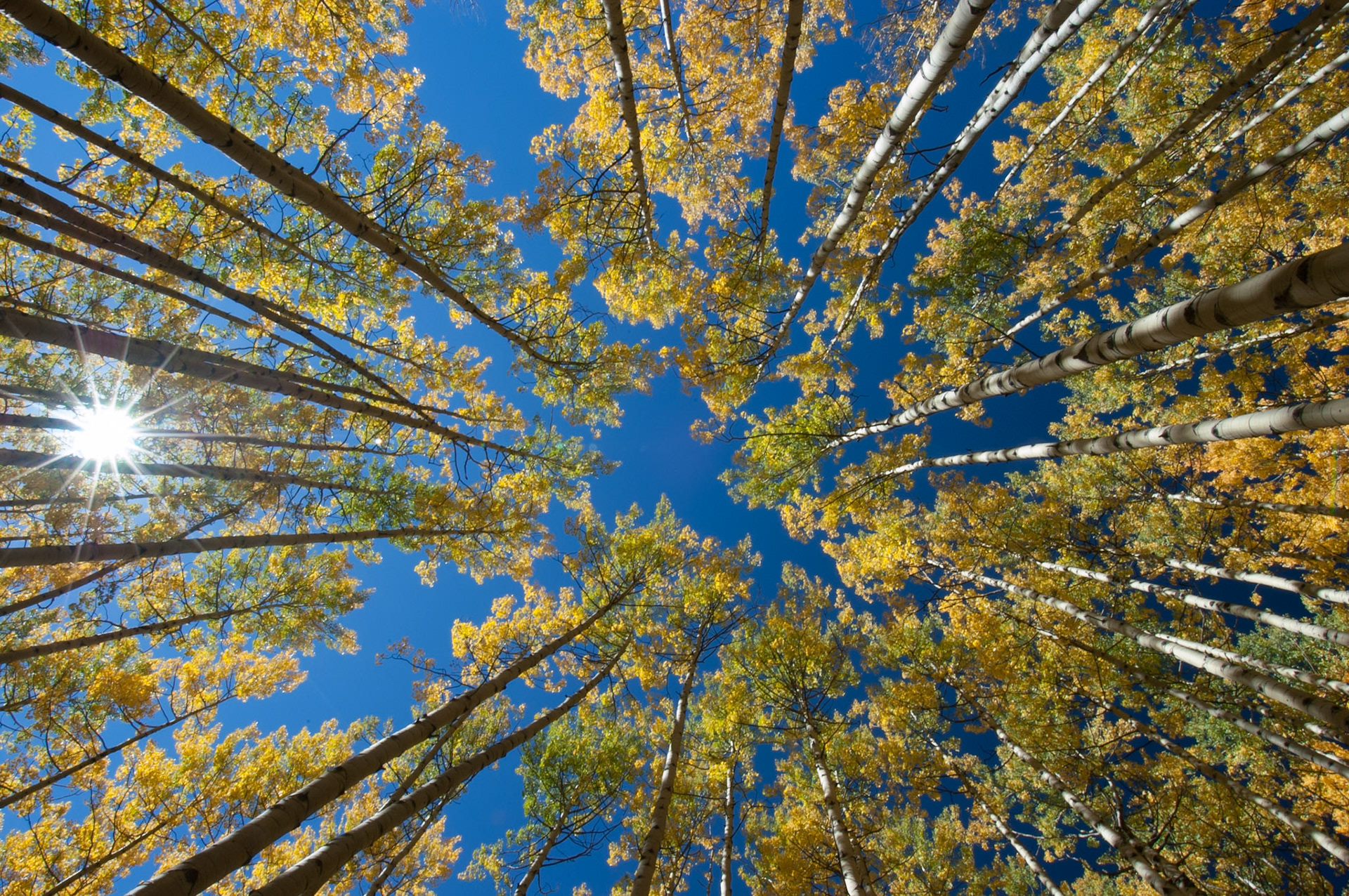 The obligatory fish-eye shot of aspens
