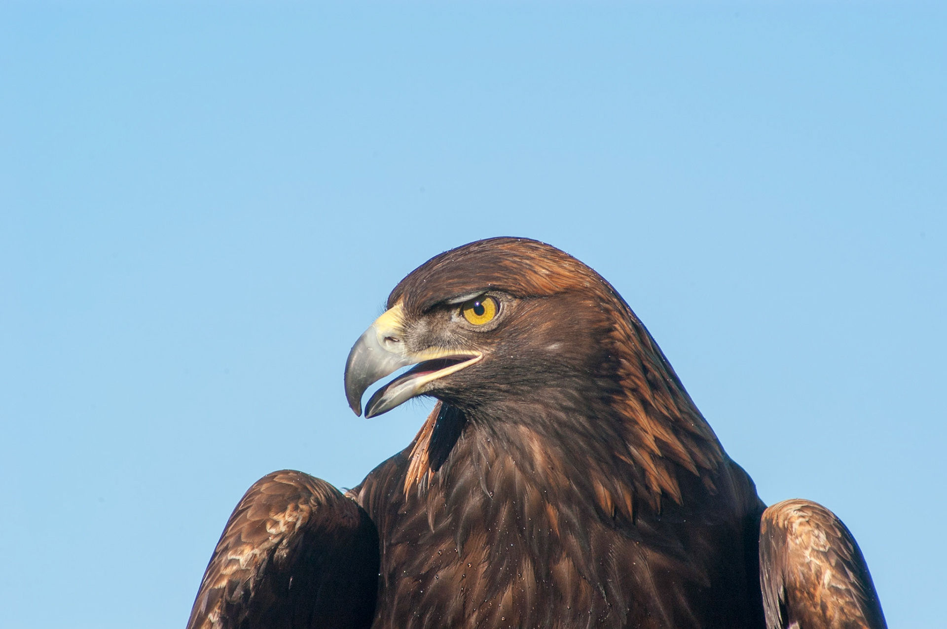 A golden eagle at the Fort Colloins Raptor center