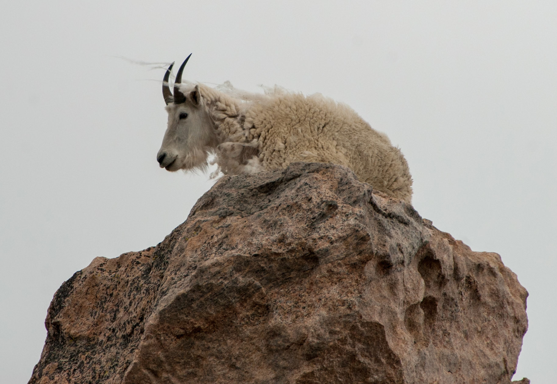 Mount Evans