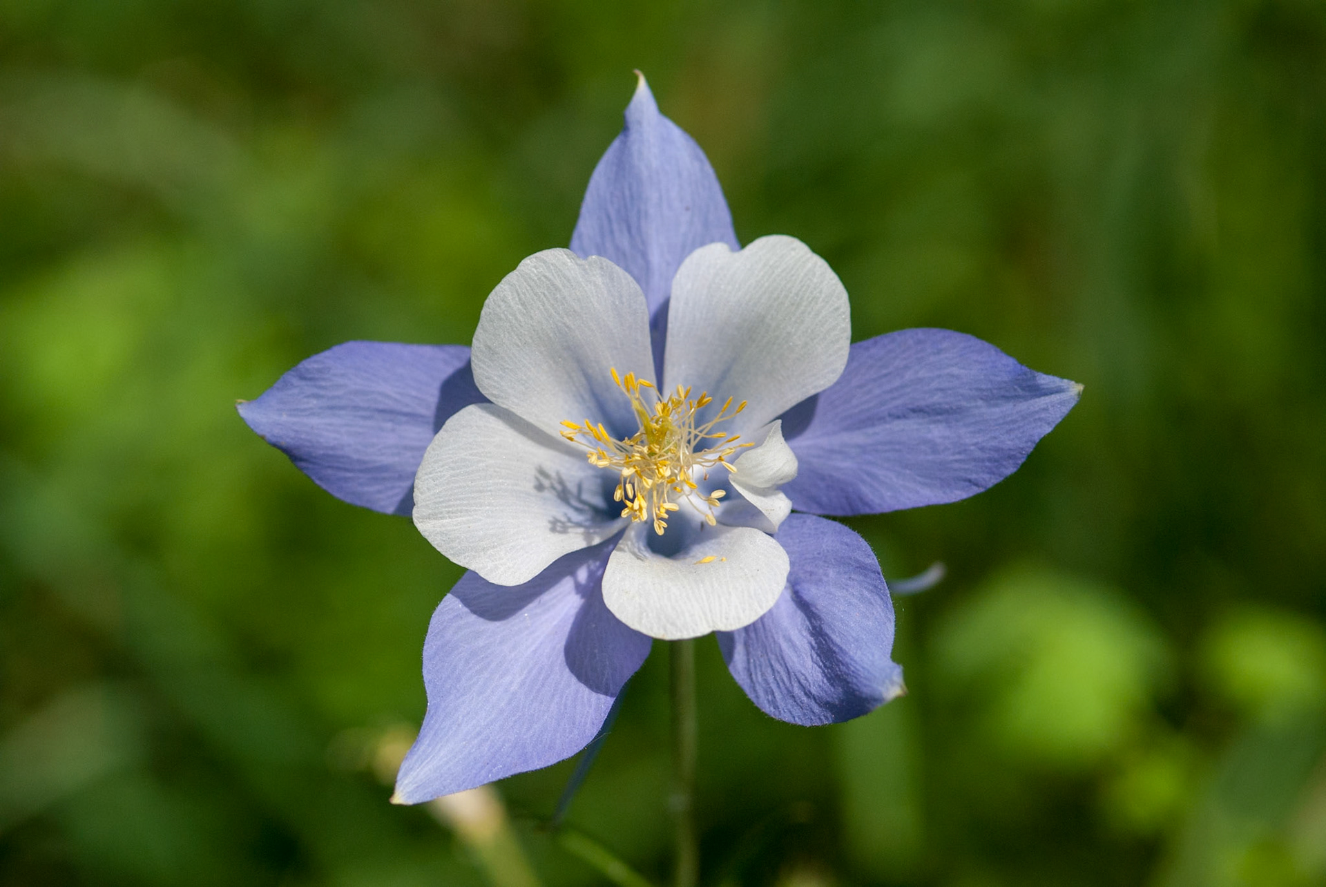 Steamboat Wildflowers