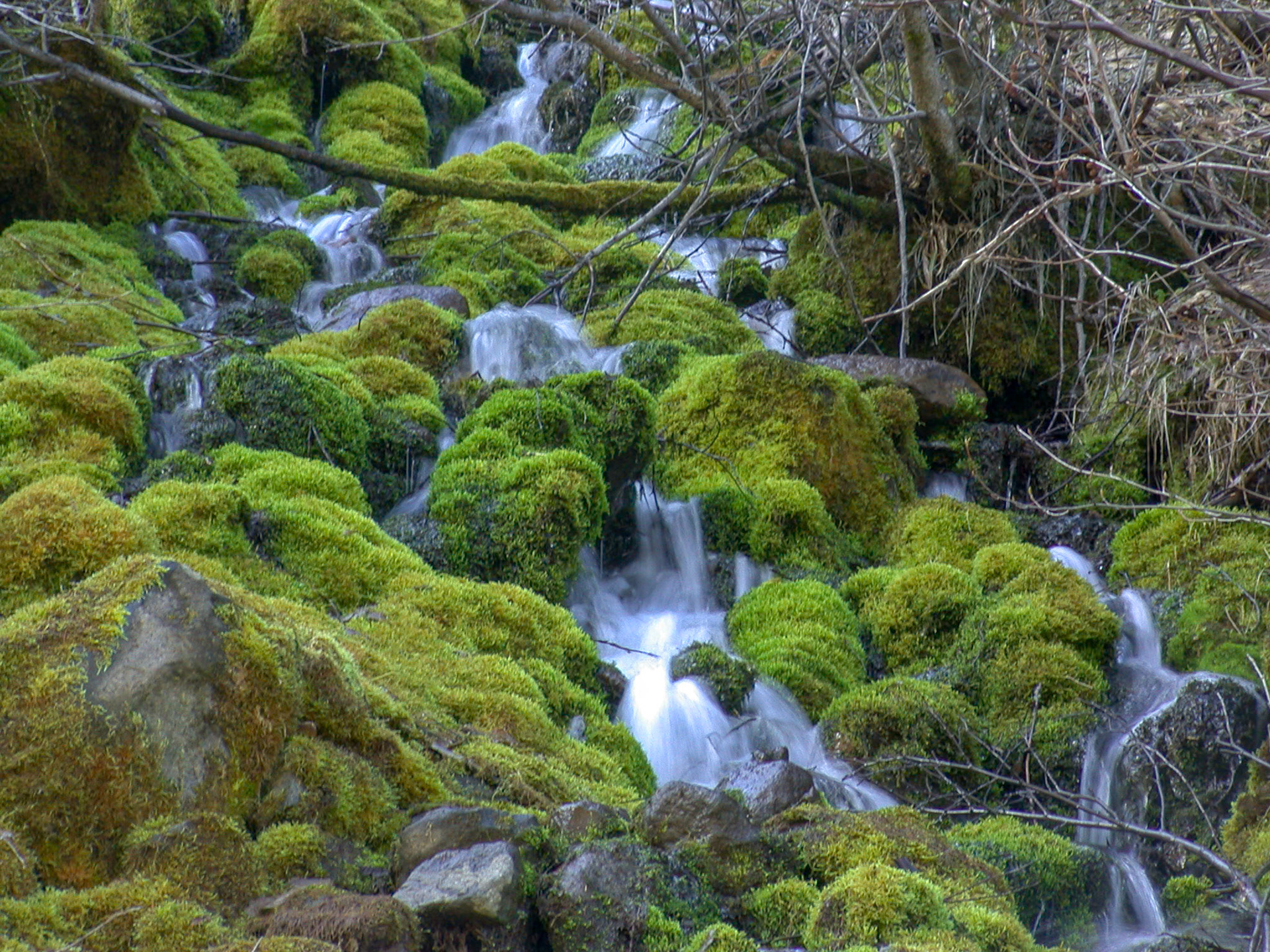 Mossy Water near Multnomah Falls