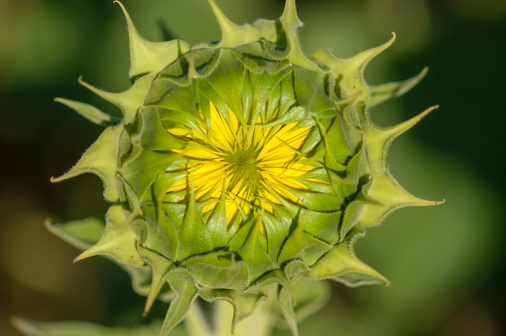Not quite a sunflower