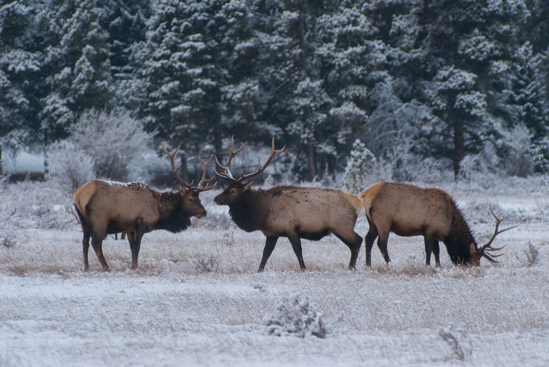 Horseshoe Meadows