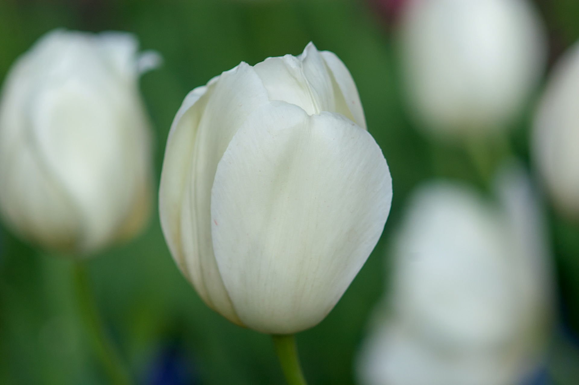 Tulips during Boulder's Tulip Festival