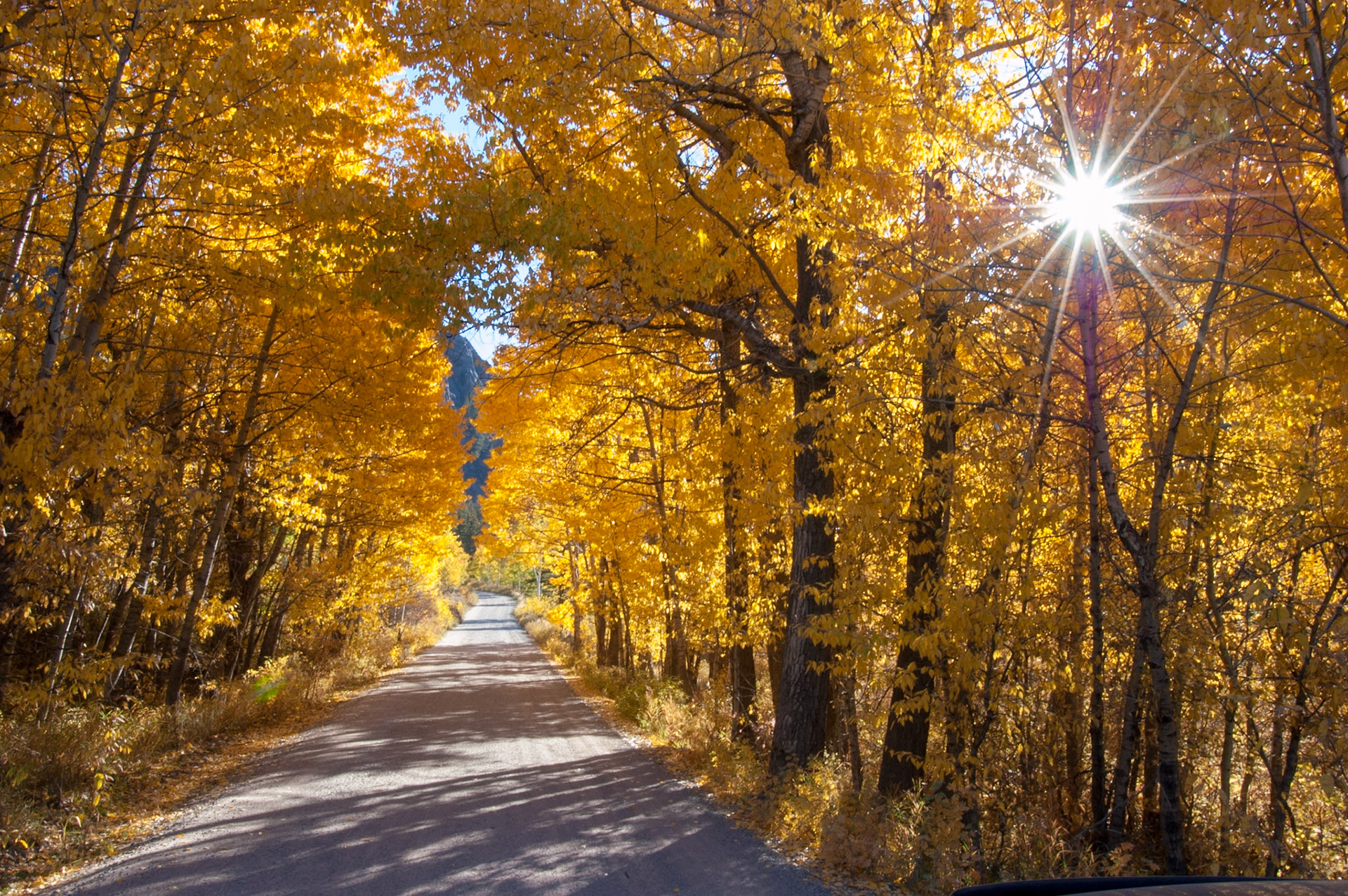 Follow the Yellow Tree Road