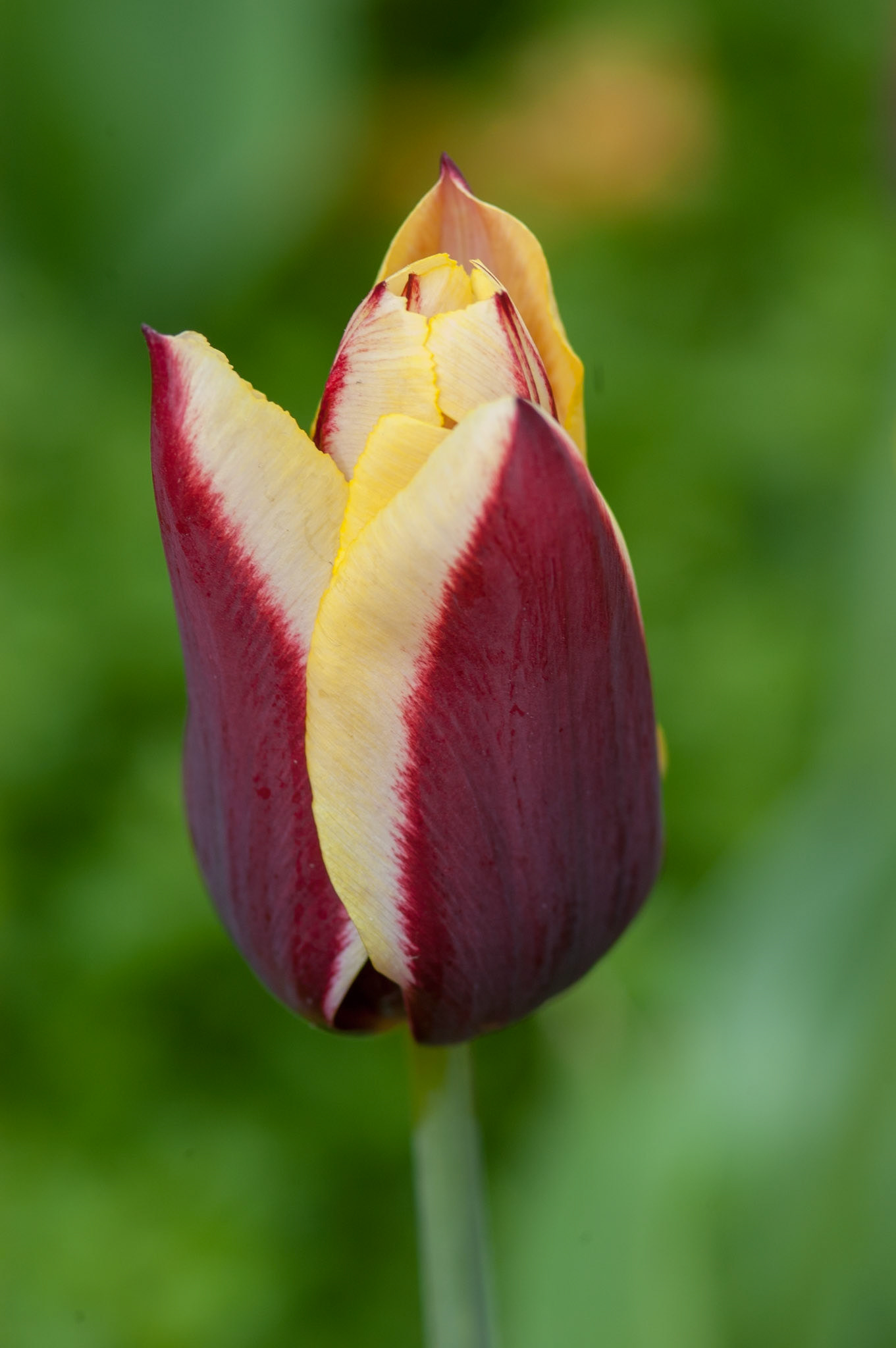 Tulips on Pearl St