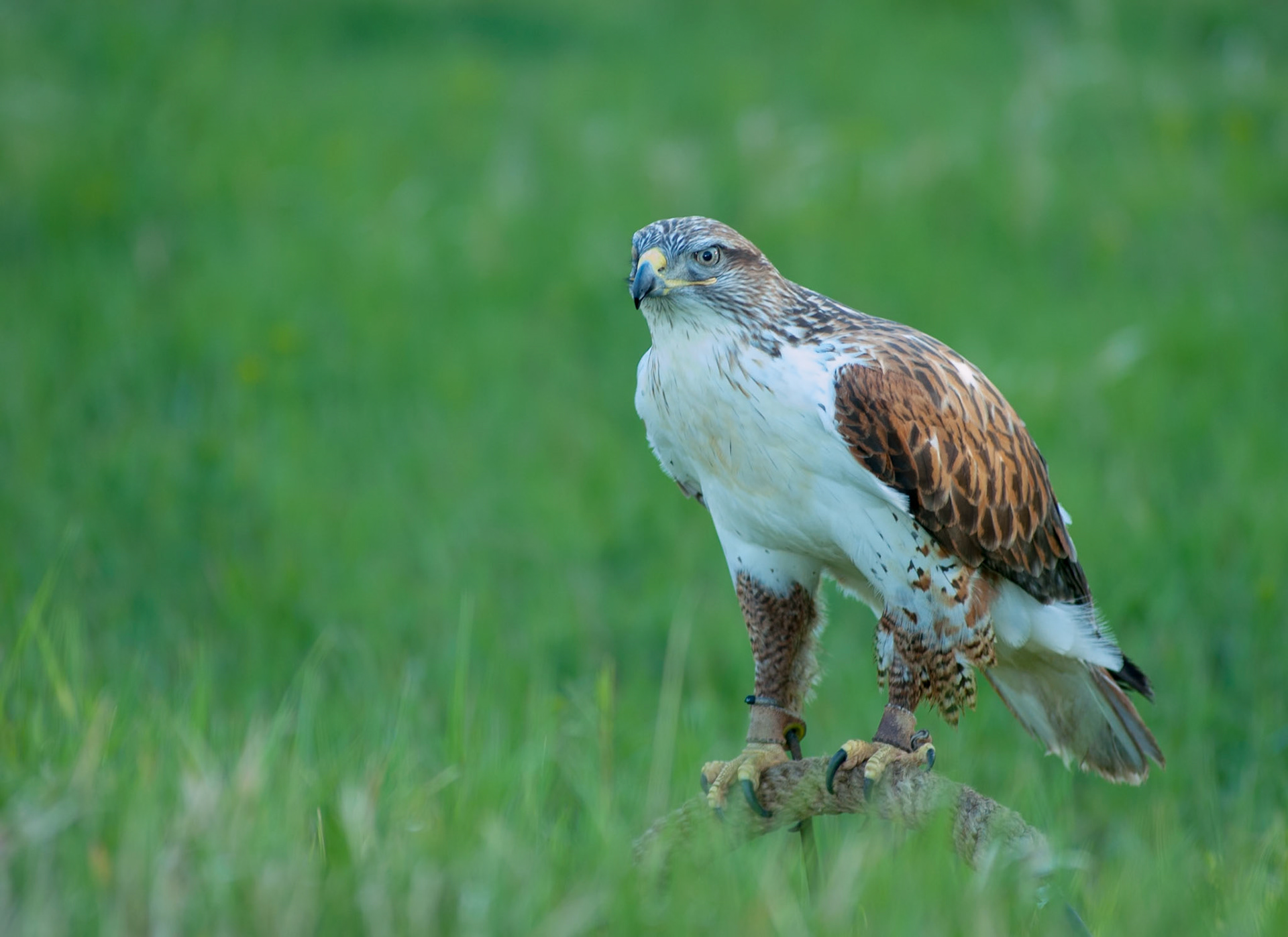 Prairie Falcon