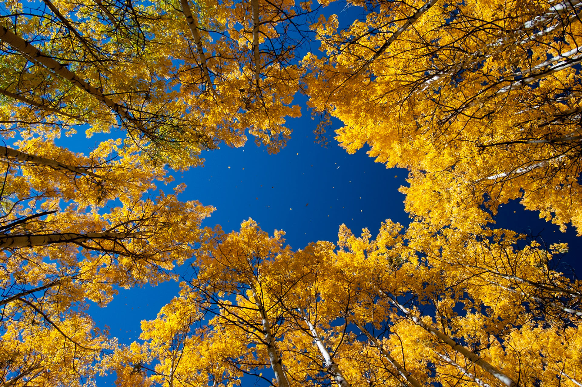 Up in the Aspens