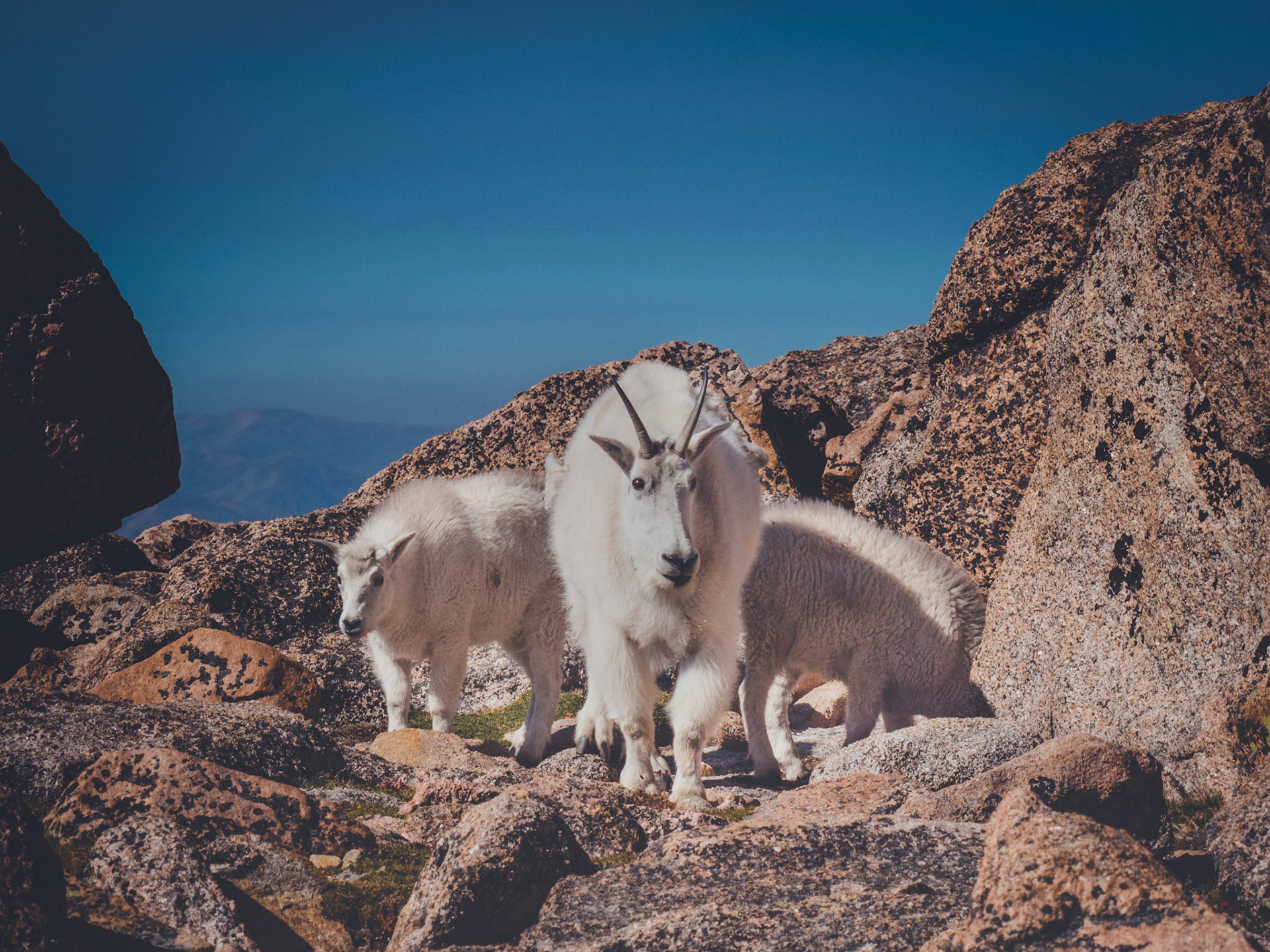Mountain Goats on Mt. Evans