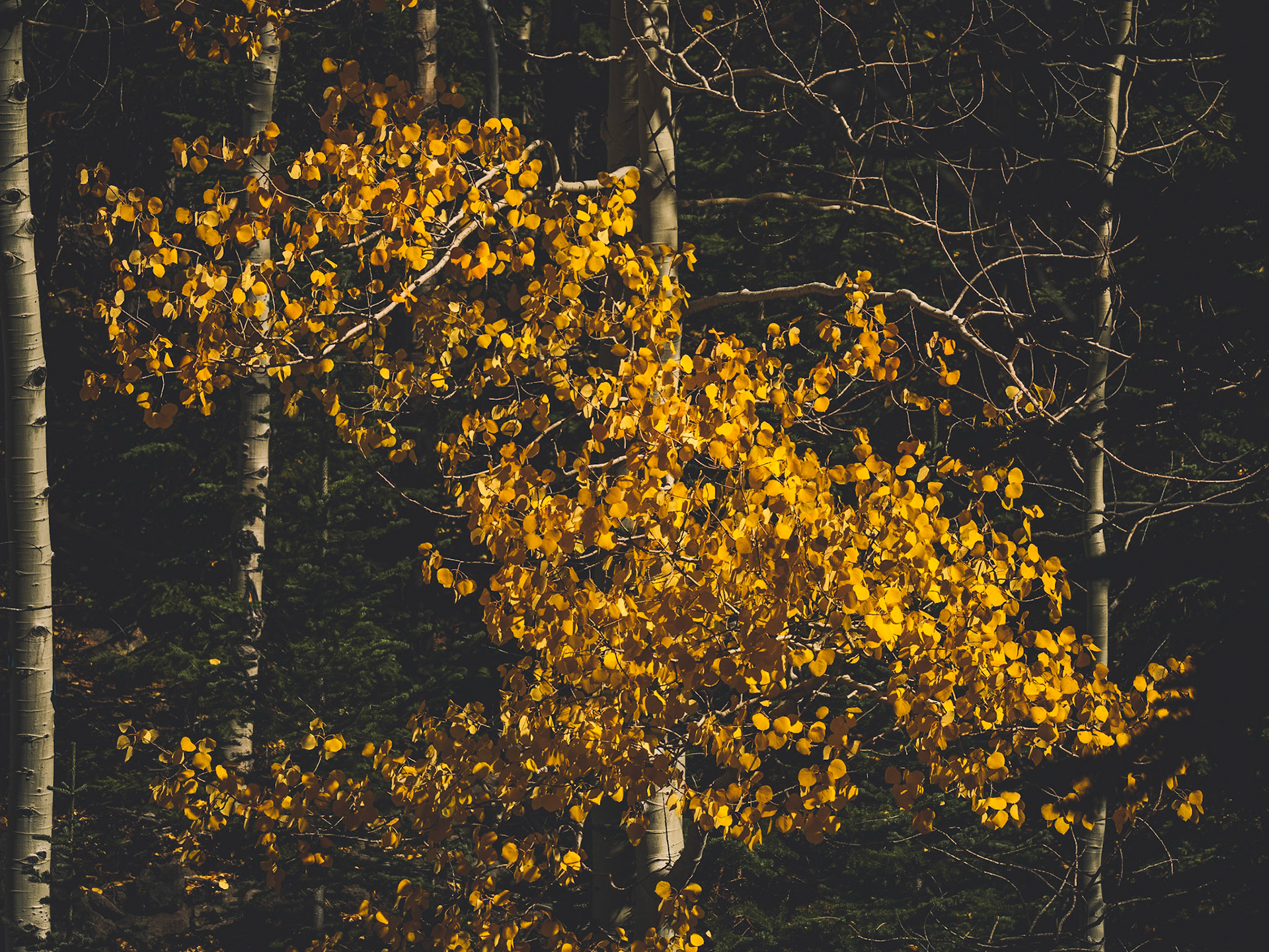 Grand Mesa National Forest