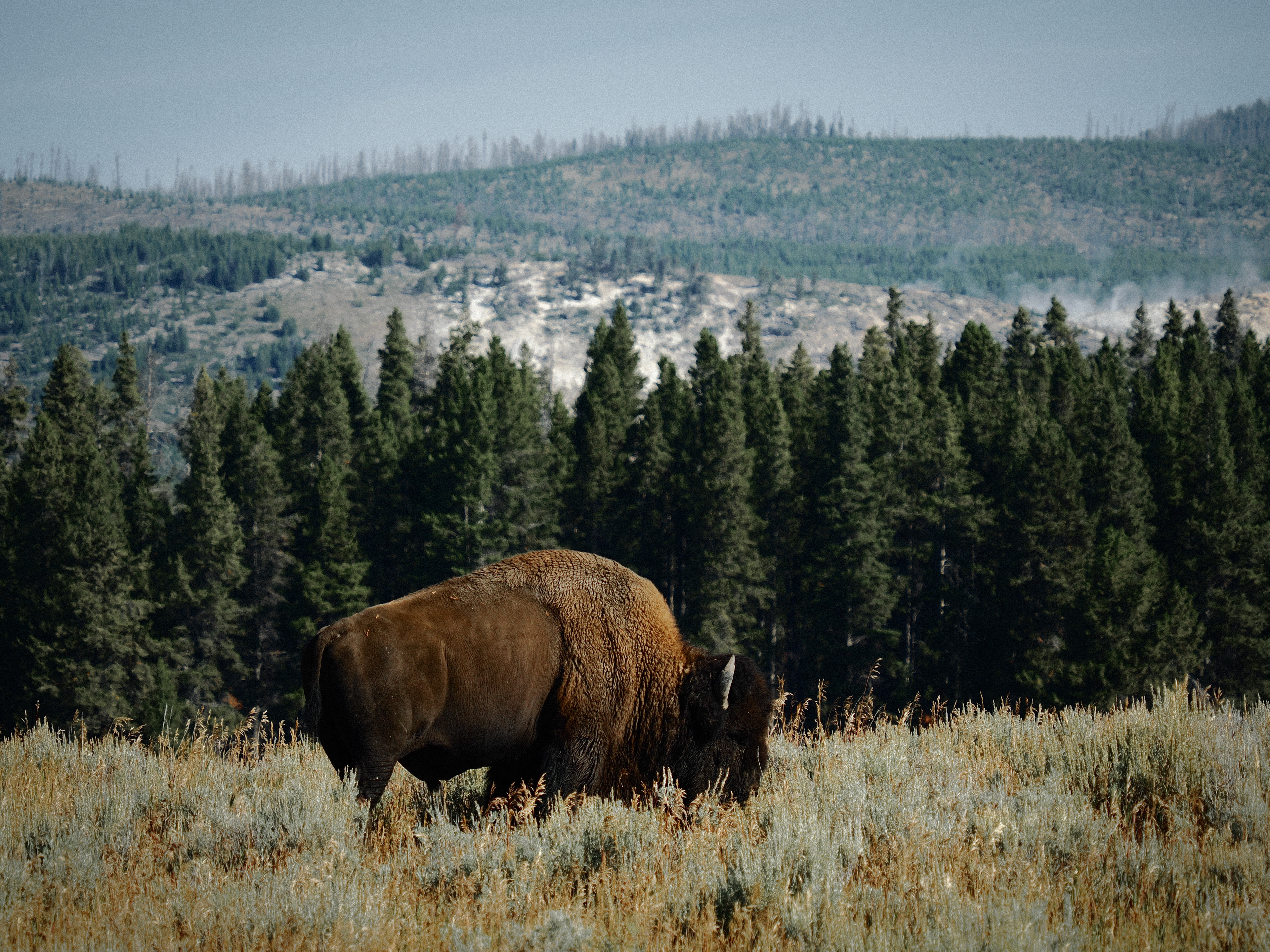 Yellowstone National Park, Wyoming