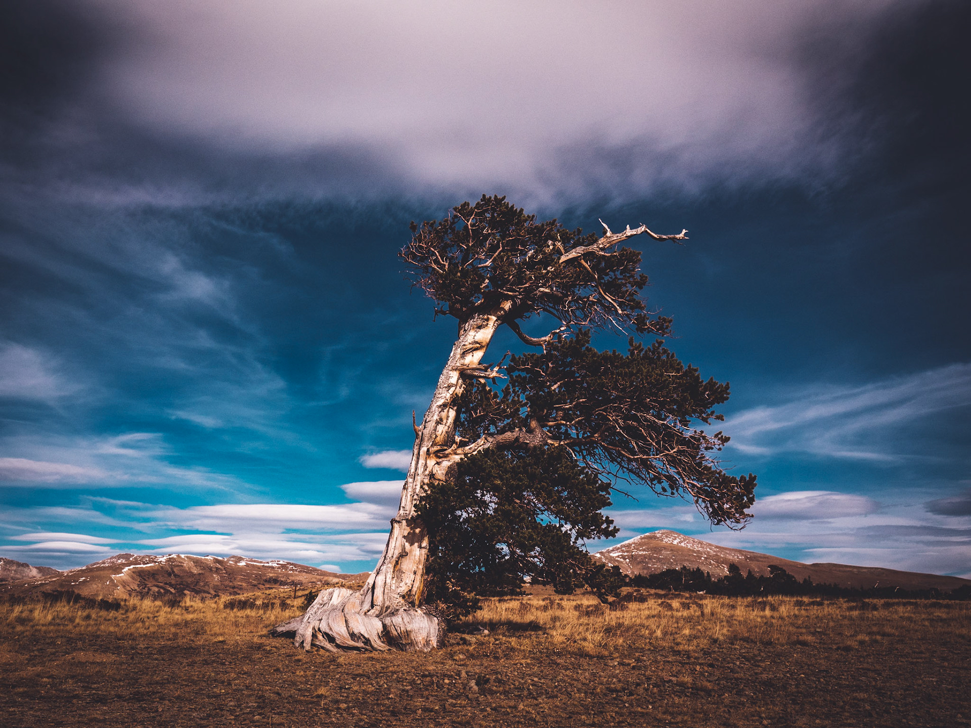 Windy Ridge Bristlecone Pine Scenic Area