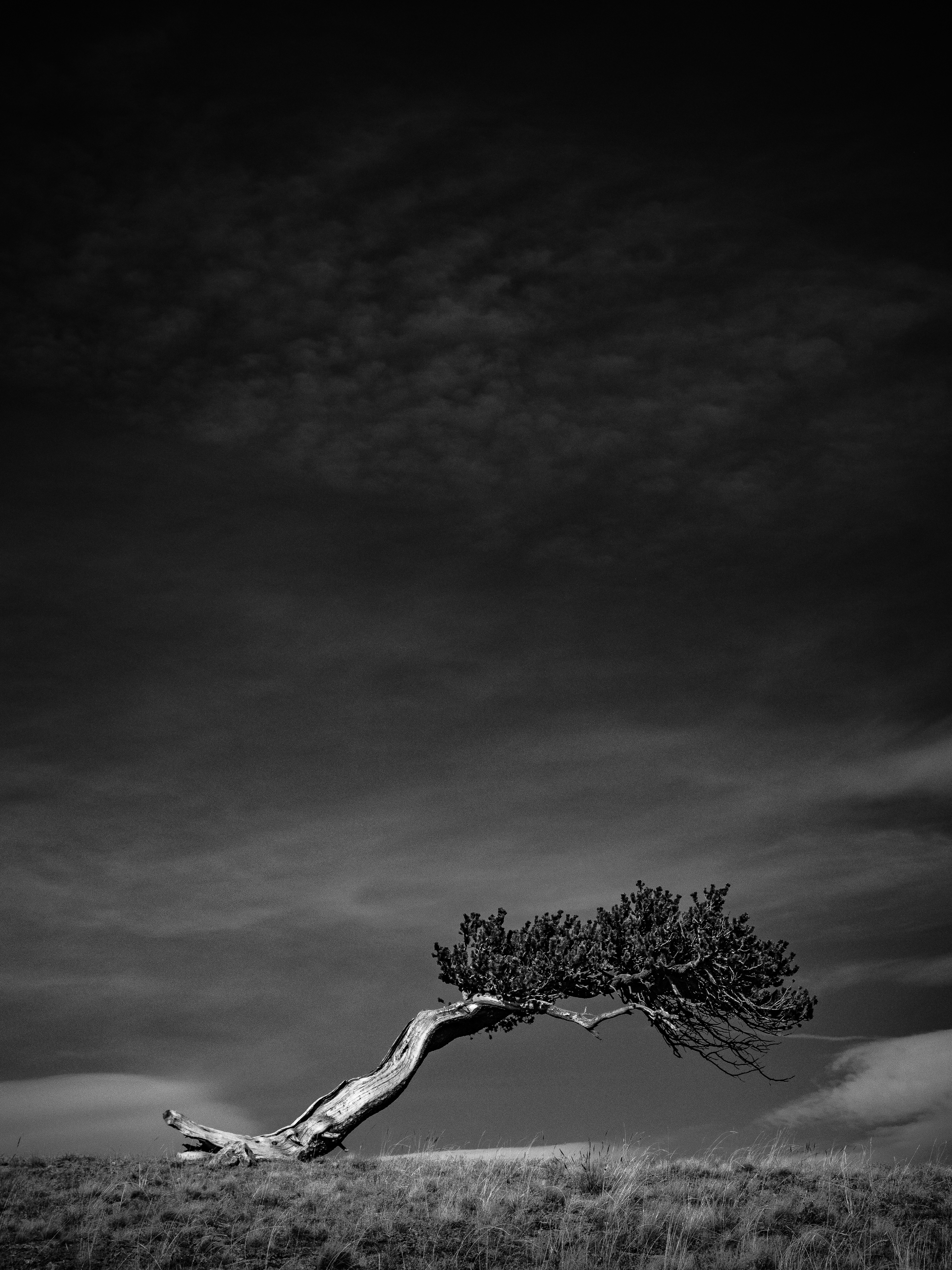 Bristlecone Pine, Colorado