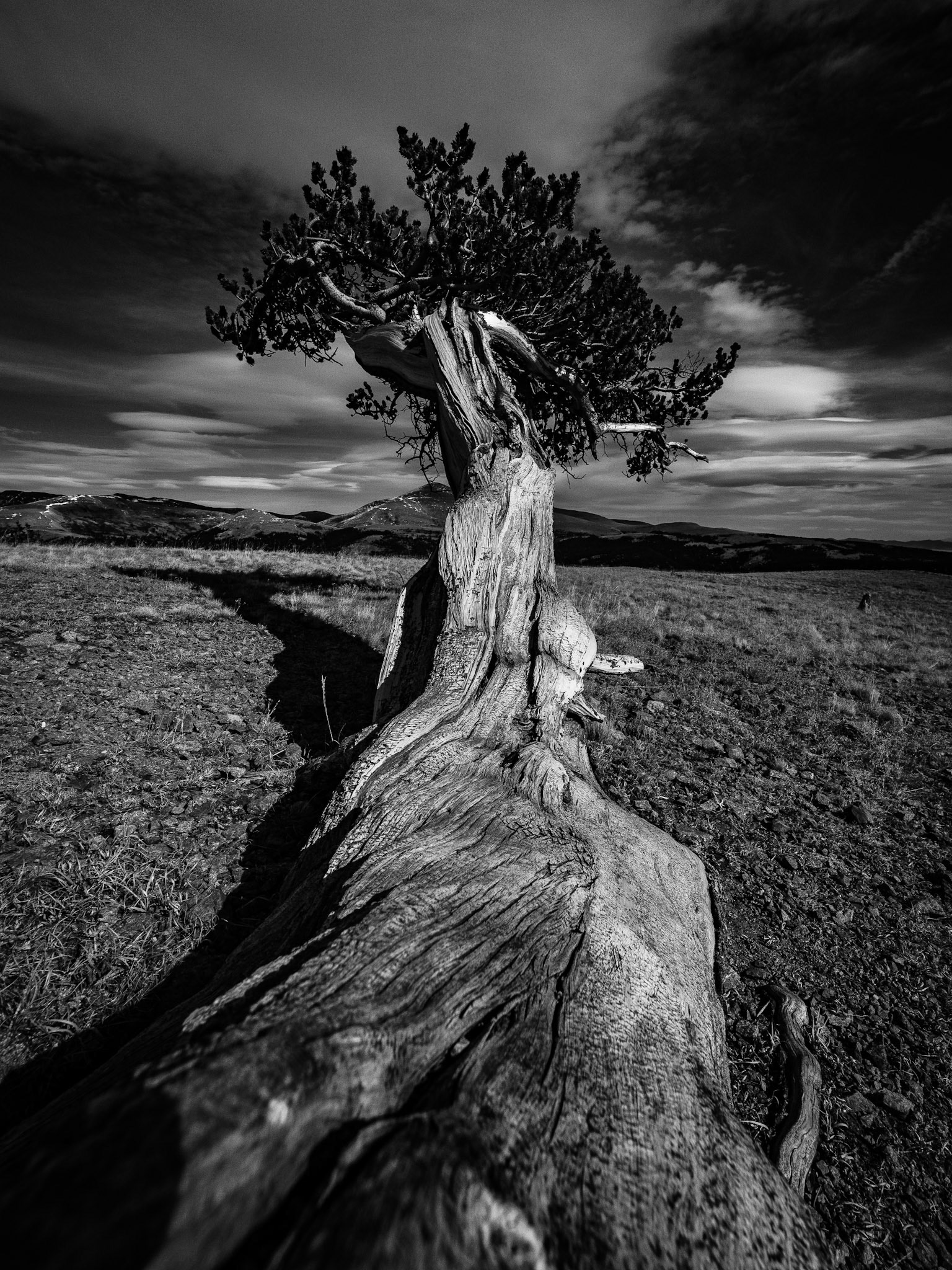 Windy Ridge Bristlecone Pine Scenic Area