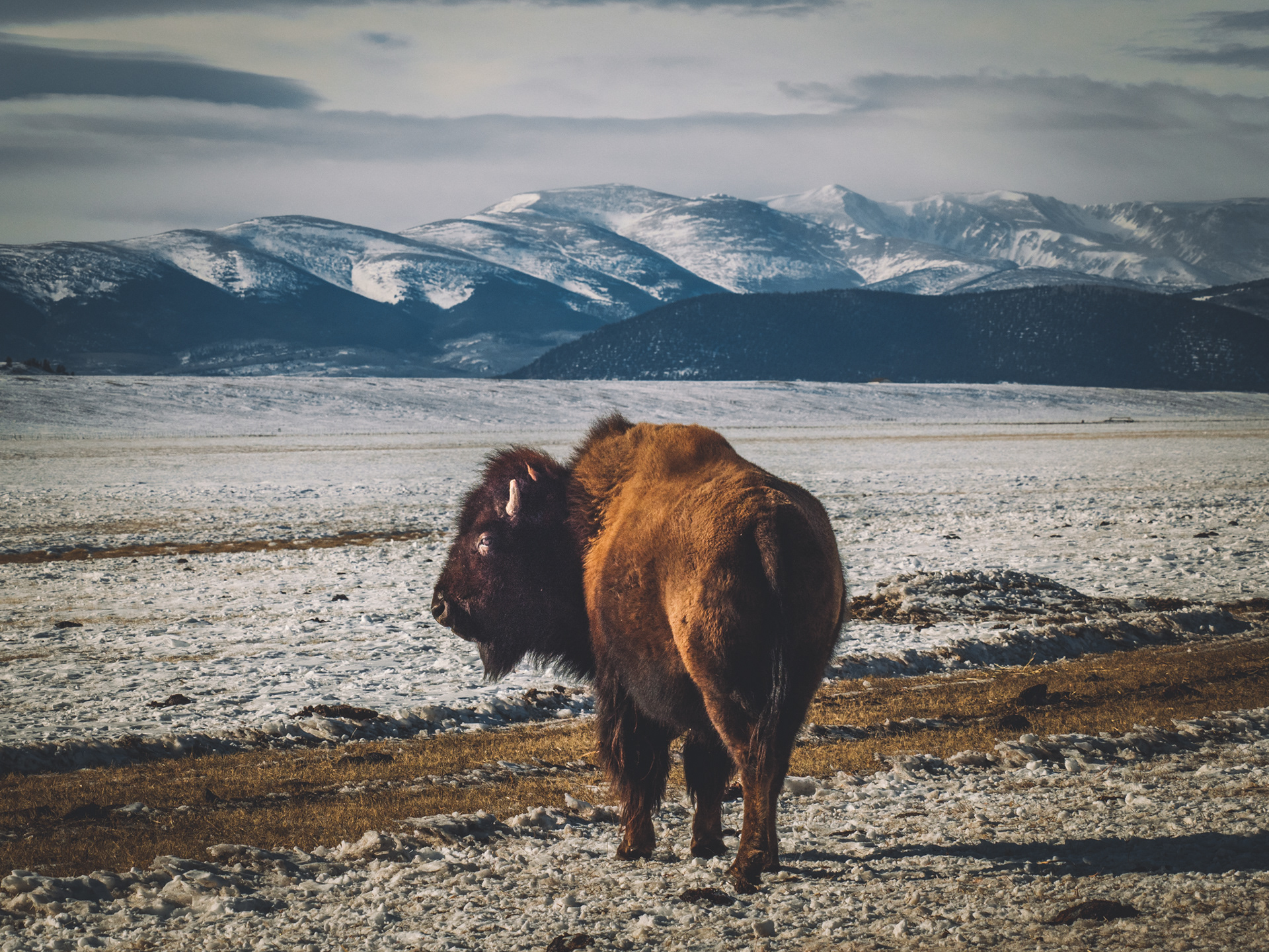 Buffalo Herd, Fairplay