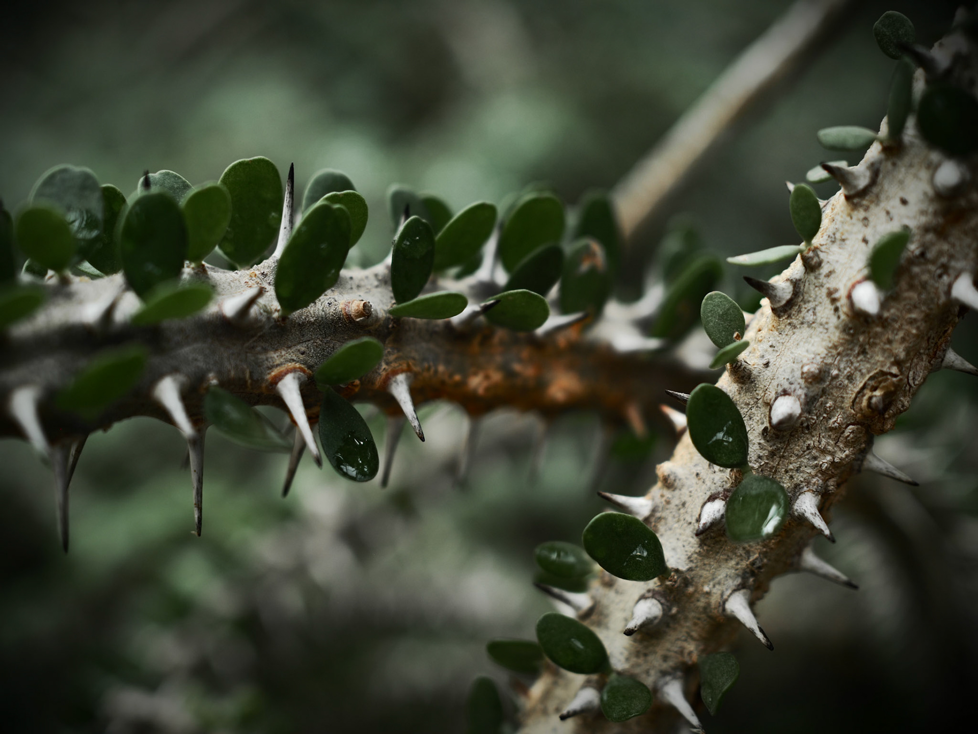 Atlanta Botanical Gardens