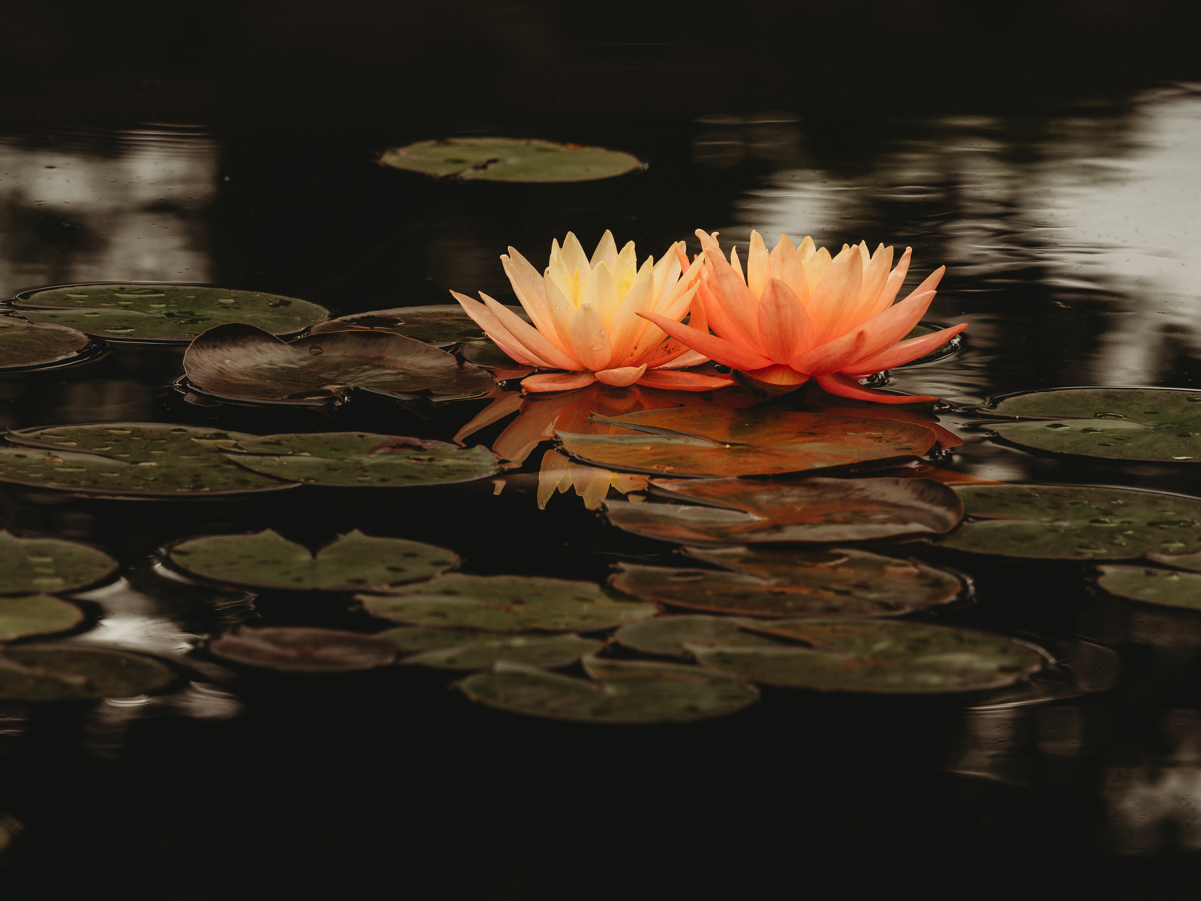 Biltmore, Ashville, North Carolina