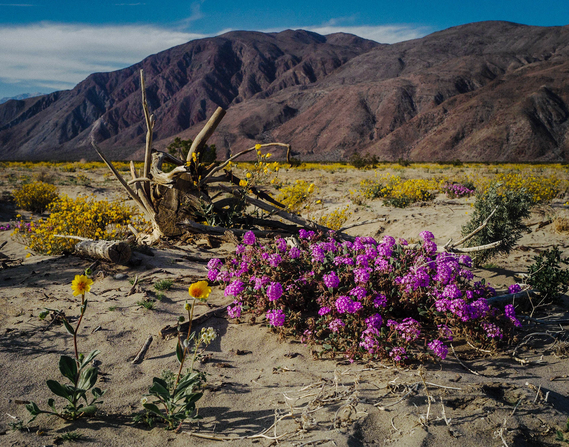 Anza Borrego State Park, California