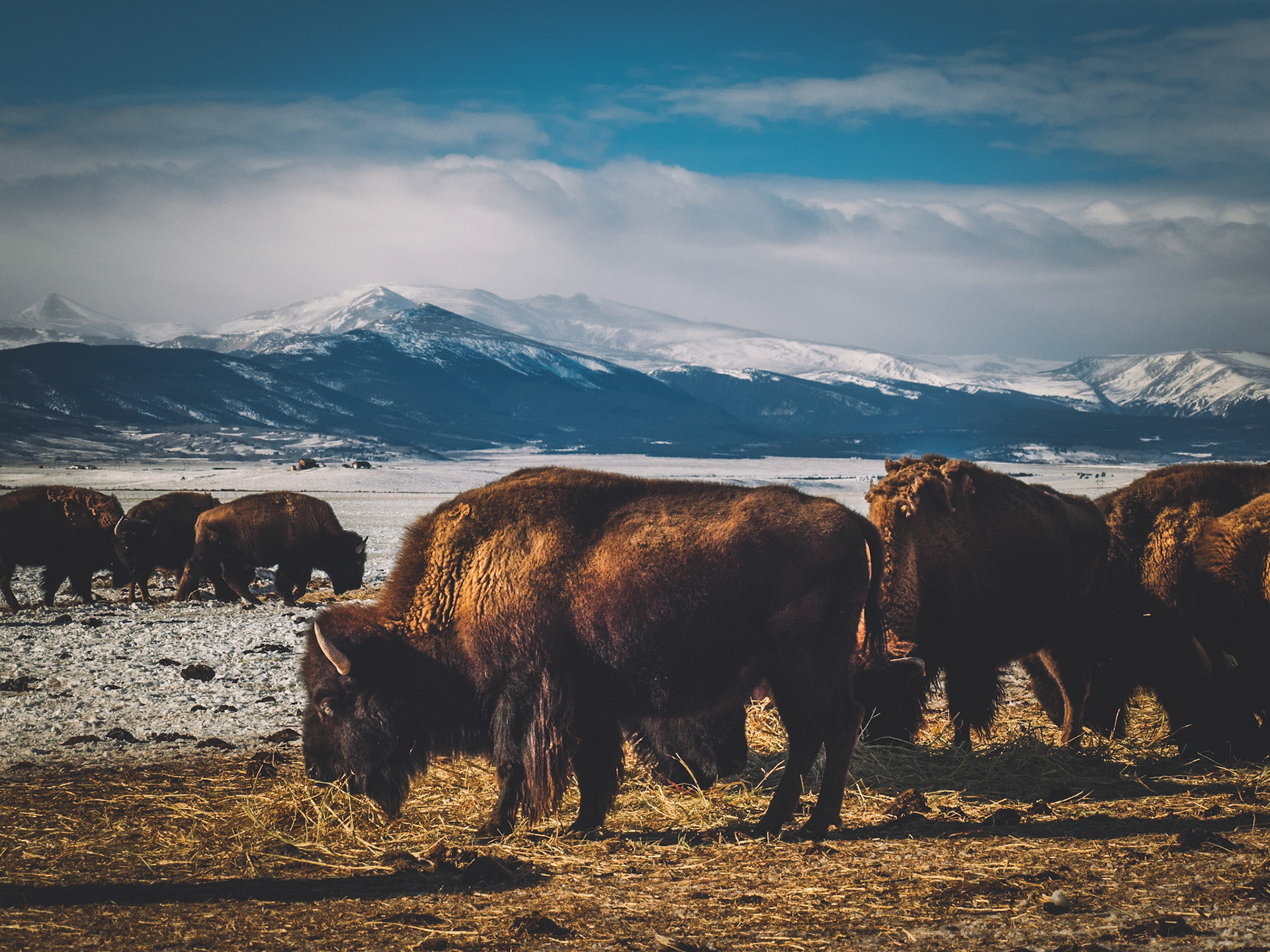 Buffalo Herd, Fairplay