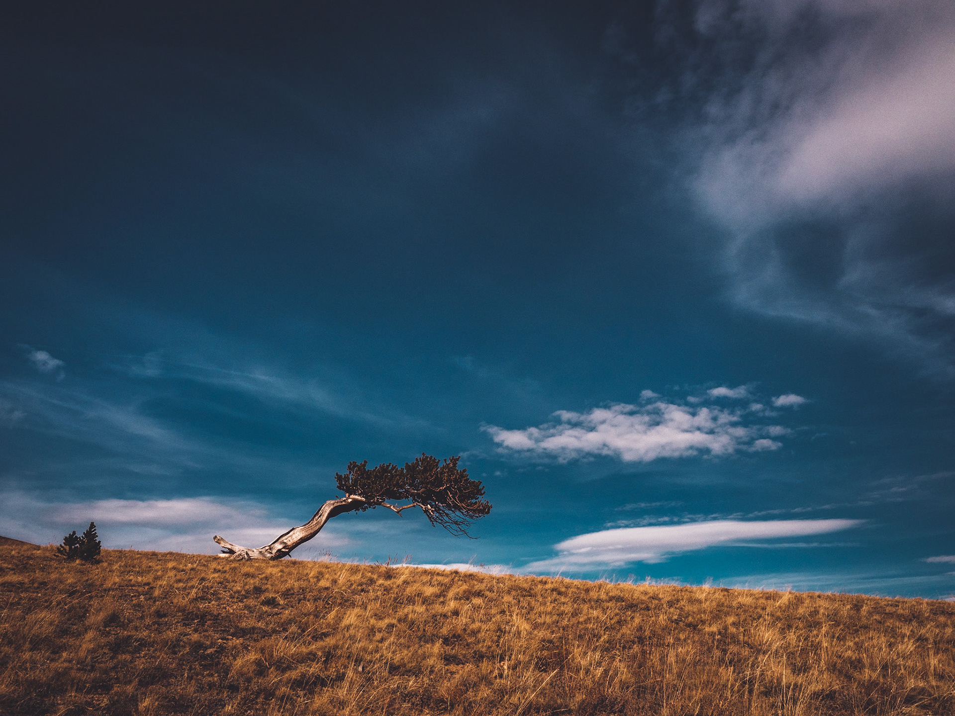 Windy Ridge Bristlecone Pine Scenic Area