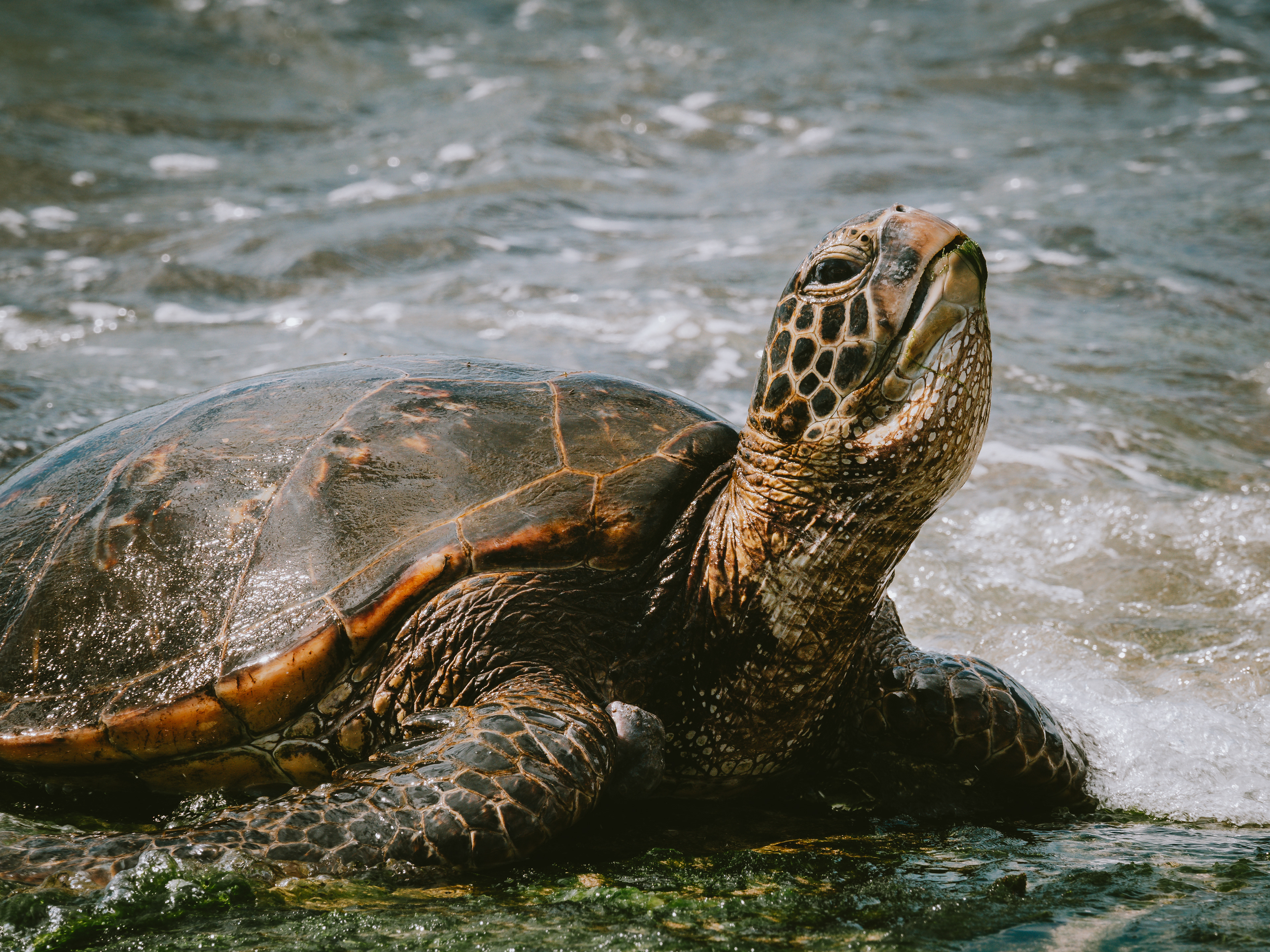 Turtle Beach, O'ahu, Hawaii
