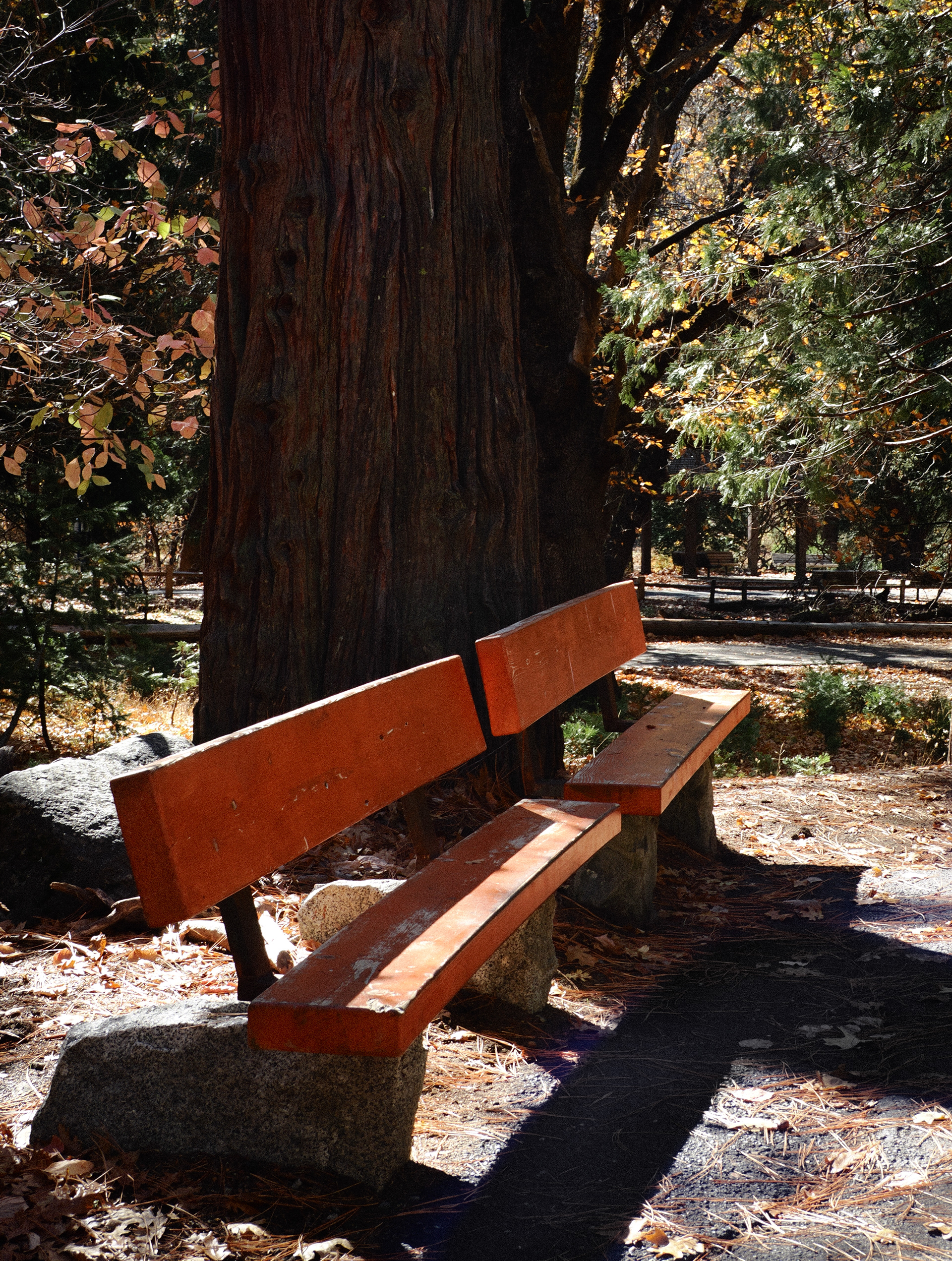 Yosemite National Park, California