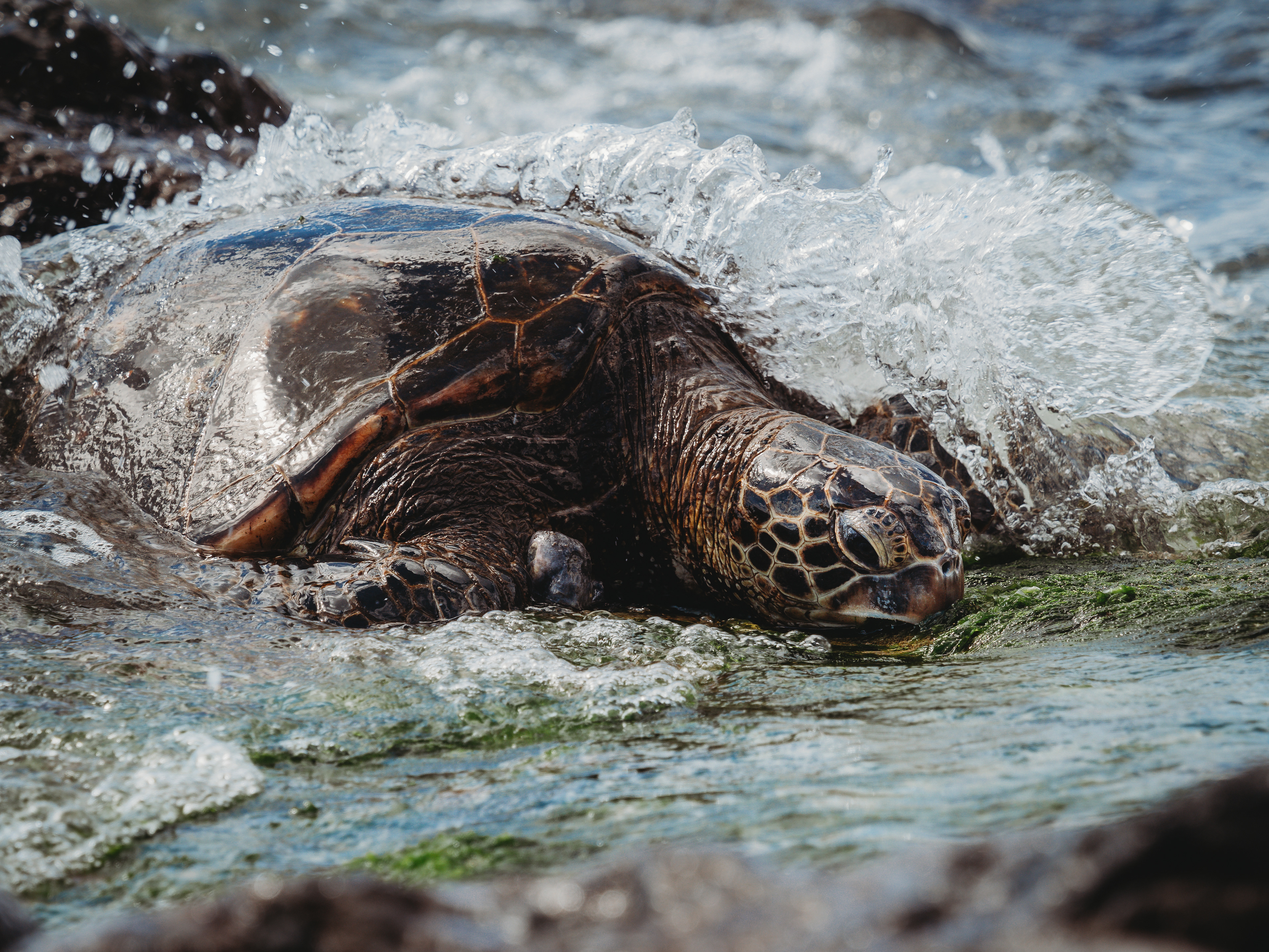 Turtle Beach, O'ahu, Hawaii