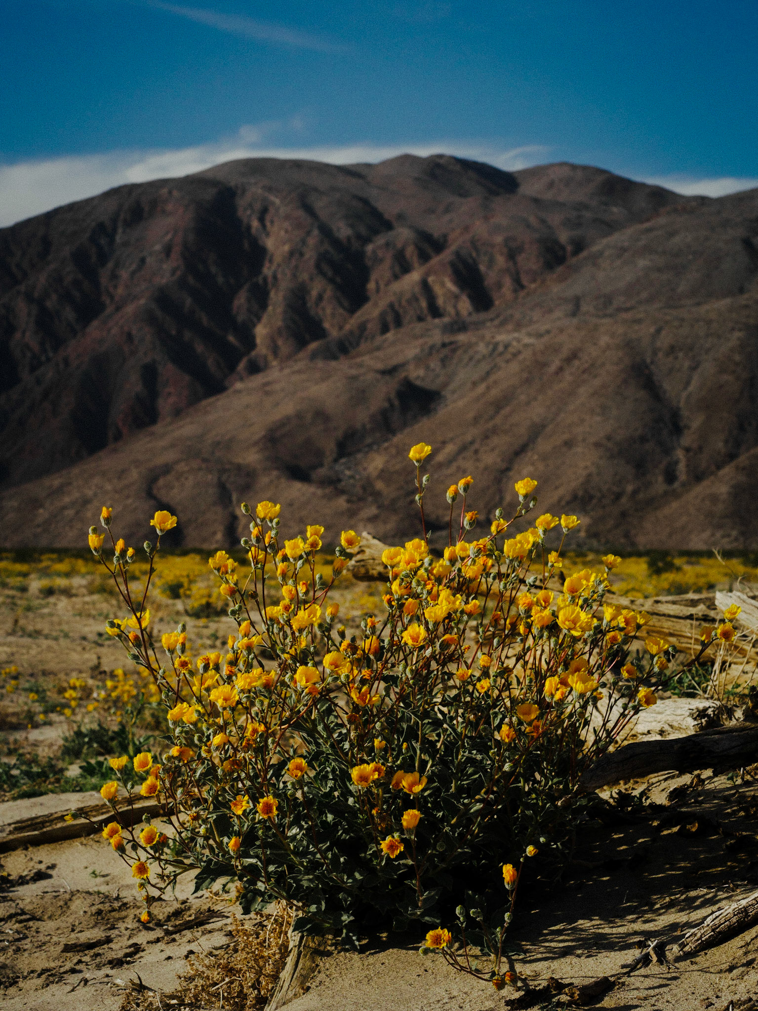 Anza Borrego State Park, California