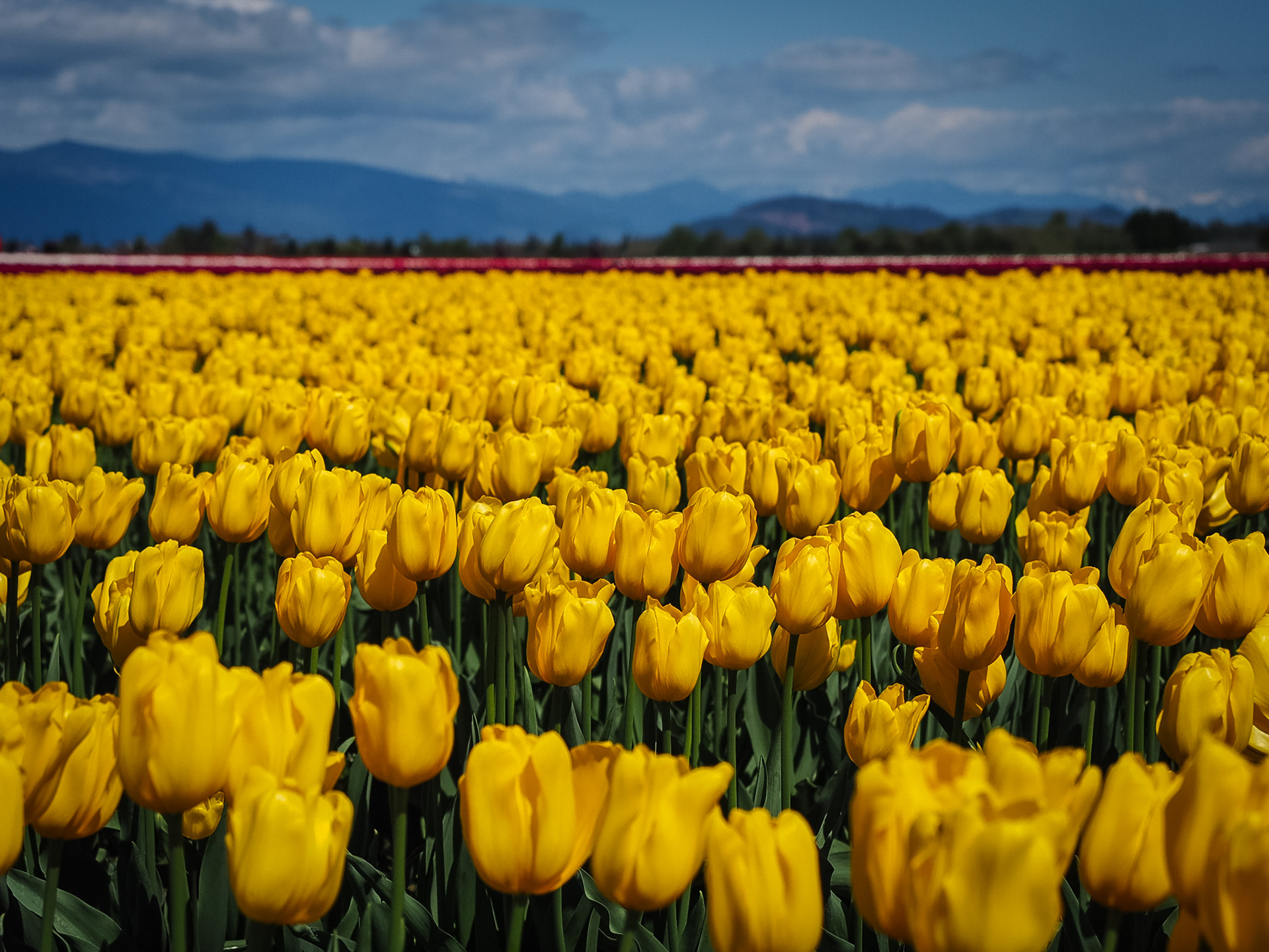 Skagit Valley Tulip Festival, Washington