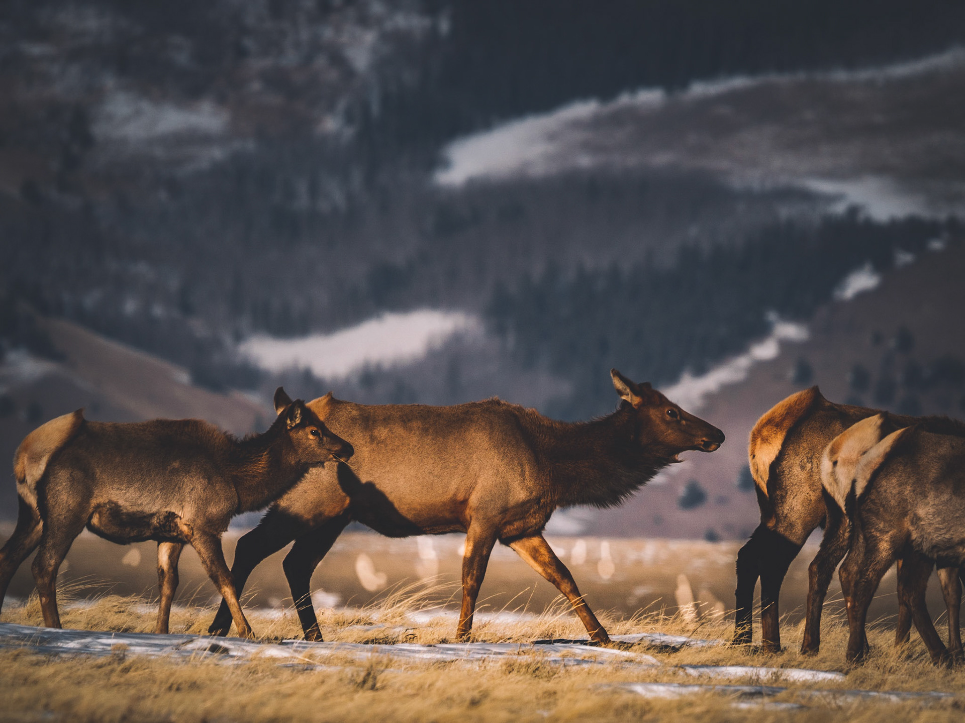 Elk and their Young, Fairplay